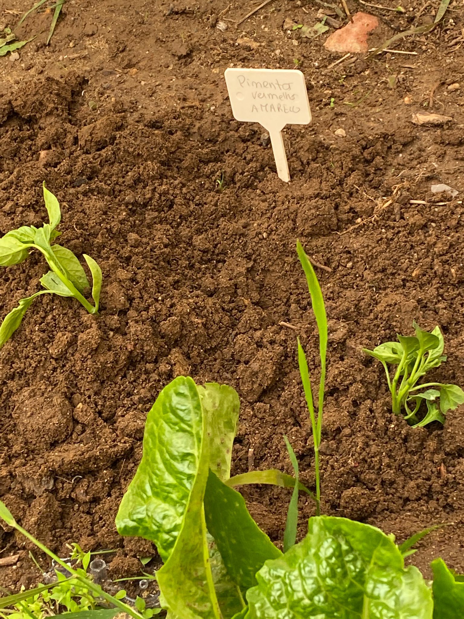 Terreno limpo e já com plantações de primavera: Pimentos vermelhos e amarelos, alface, tomate chuchu e cherry, cebolo, morangos, salsa, hortelã, e manjerico, abóbora e feijão verde. Tudo devidamente rotulado.