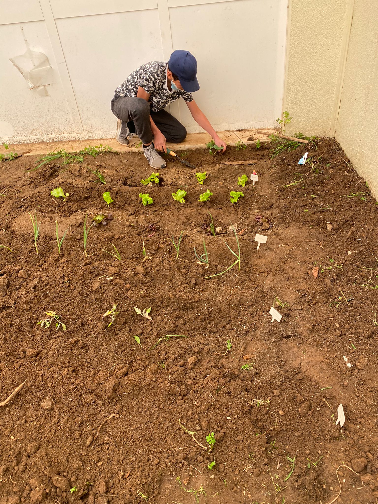 Terreno limpo e já com plantações de primavera: Pimentos vermelhos e amarelos, alface, tomate chuchu e cherry, cebolo, morangos, salsa, hortelã, e manjerico, abóbora e feijão verde. Tudo devidamente rotulado.