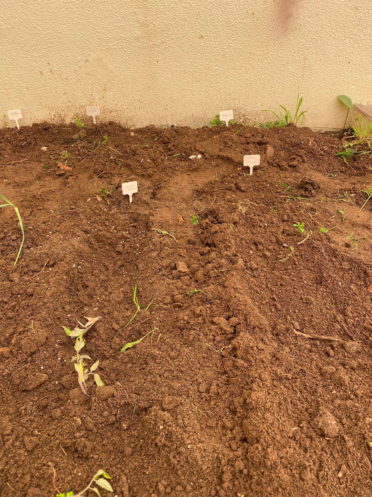 Terreno limpo e já com plantações de primavera: Pimentos vermelhos e amarelos, alface, tomate chuchu e cherry, cebolo, morangos, salsa, hortelã, e manjerico, abóbora e feijão verde. Tudo devidamente rotulado.