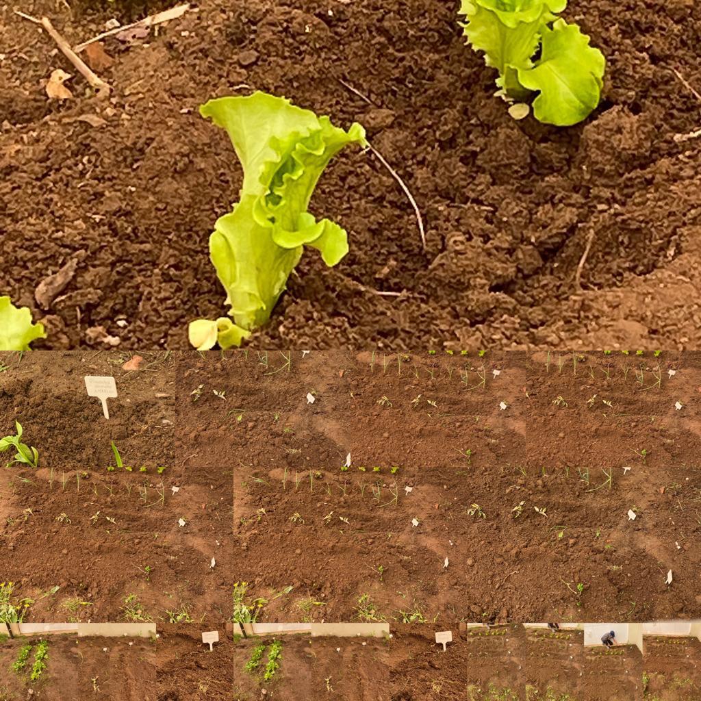 Terreno limpo e já com plantações de primavera: Pimentos vermelhos e amarelos, alface, tomate chuchu e cherry, cebolo, morangos, salsa, hortelã, e manjerico, abóbora e feijão verde. Tudo devidamente rotulado.