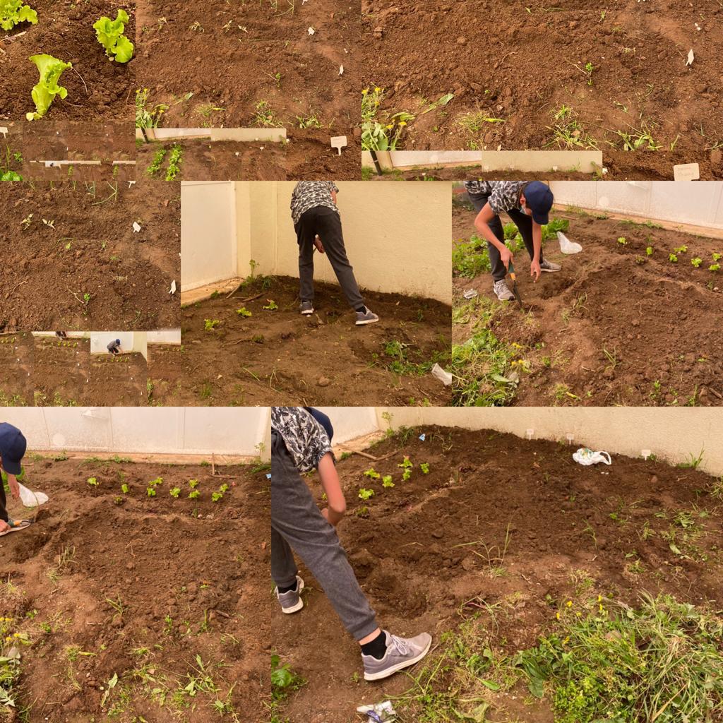 Terreno limpo e já com plantações de primavera: Pimentos vermelhos e amarelos, alface, tomate chuchu e cherry, cebolo, morangos, salsa, hortelã, e manjerico, abóbora e feijão verde. Tudo devidamente rotulado.