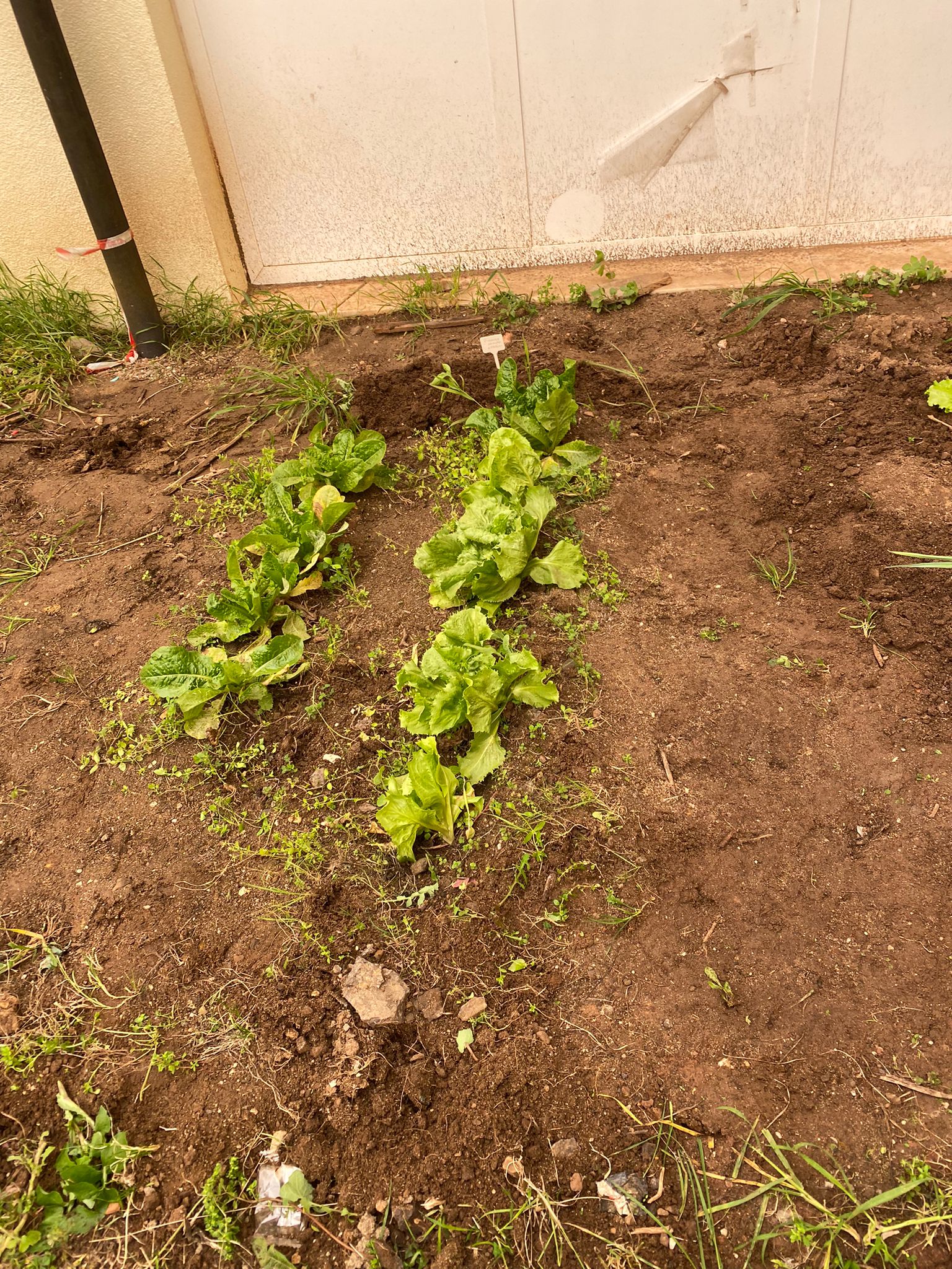 Devido ao intenso calor e derivado a ter havido uma interrupção de Páscoa, houve perda de produtos hortícolas, que apesar do esforço não se conseguiram recuperar.Pretende-se com esta situação voltar a planejar o próximo ano e criar melhores condições.