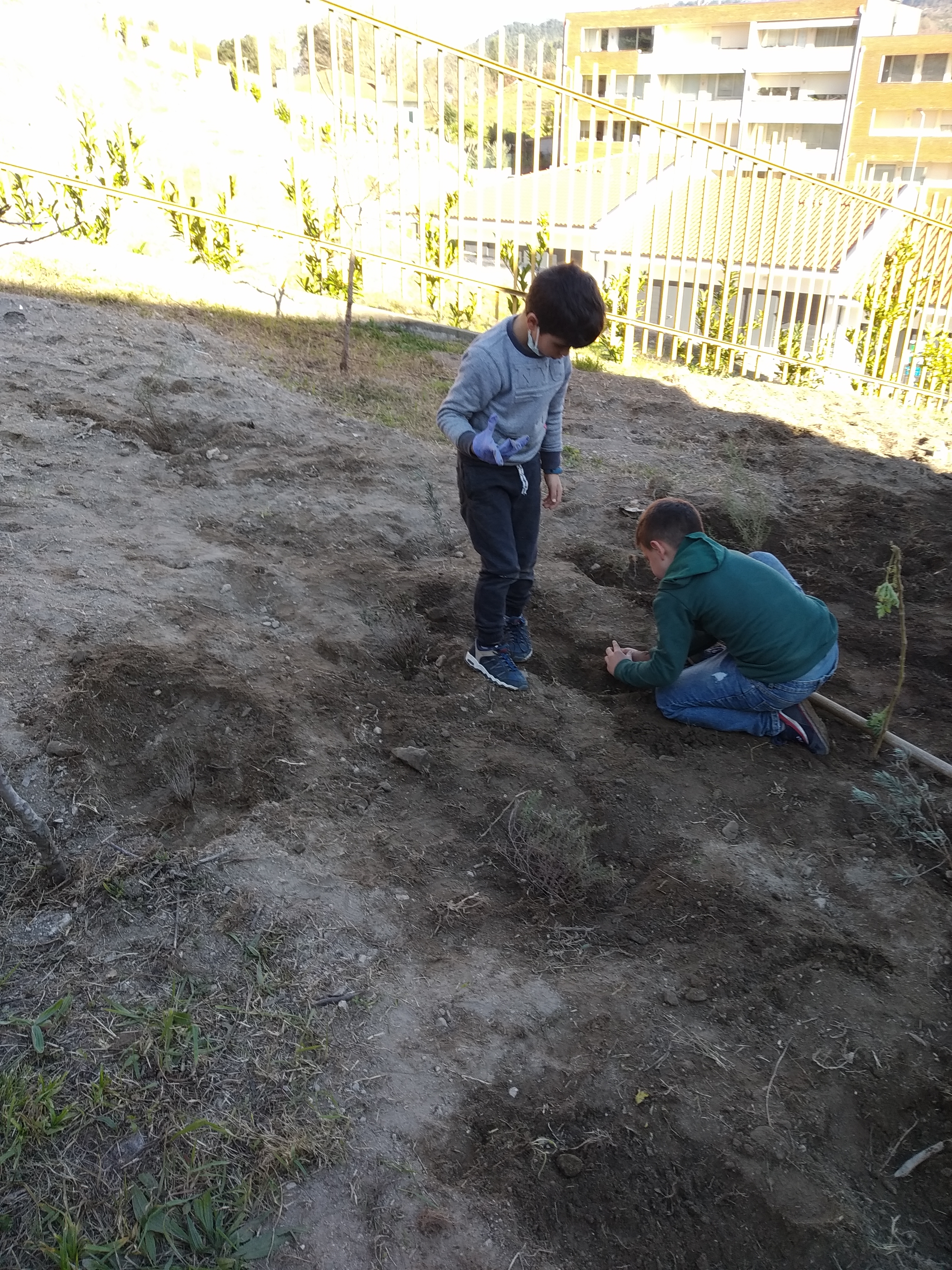 Plantação.