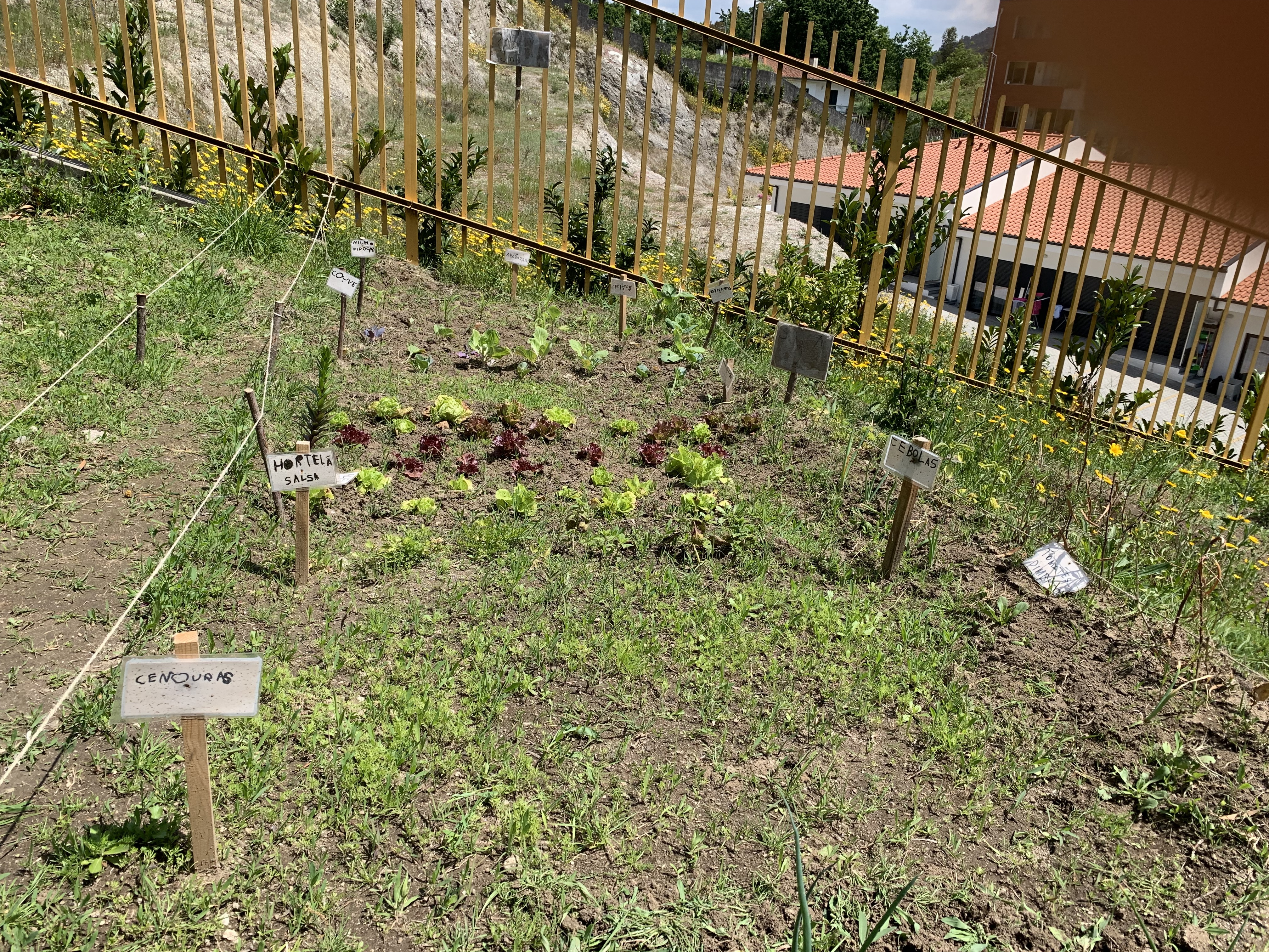 Crescimento de plantas aromáticas (hortelã e salsa) e hortícolas ex: cebola