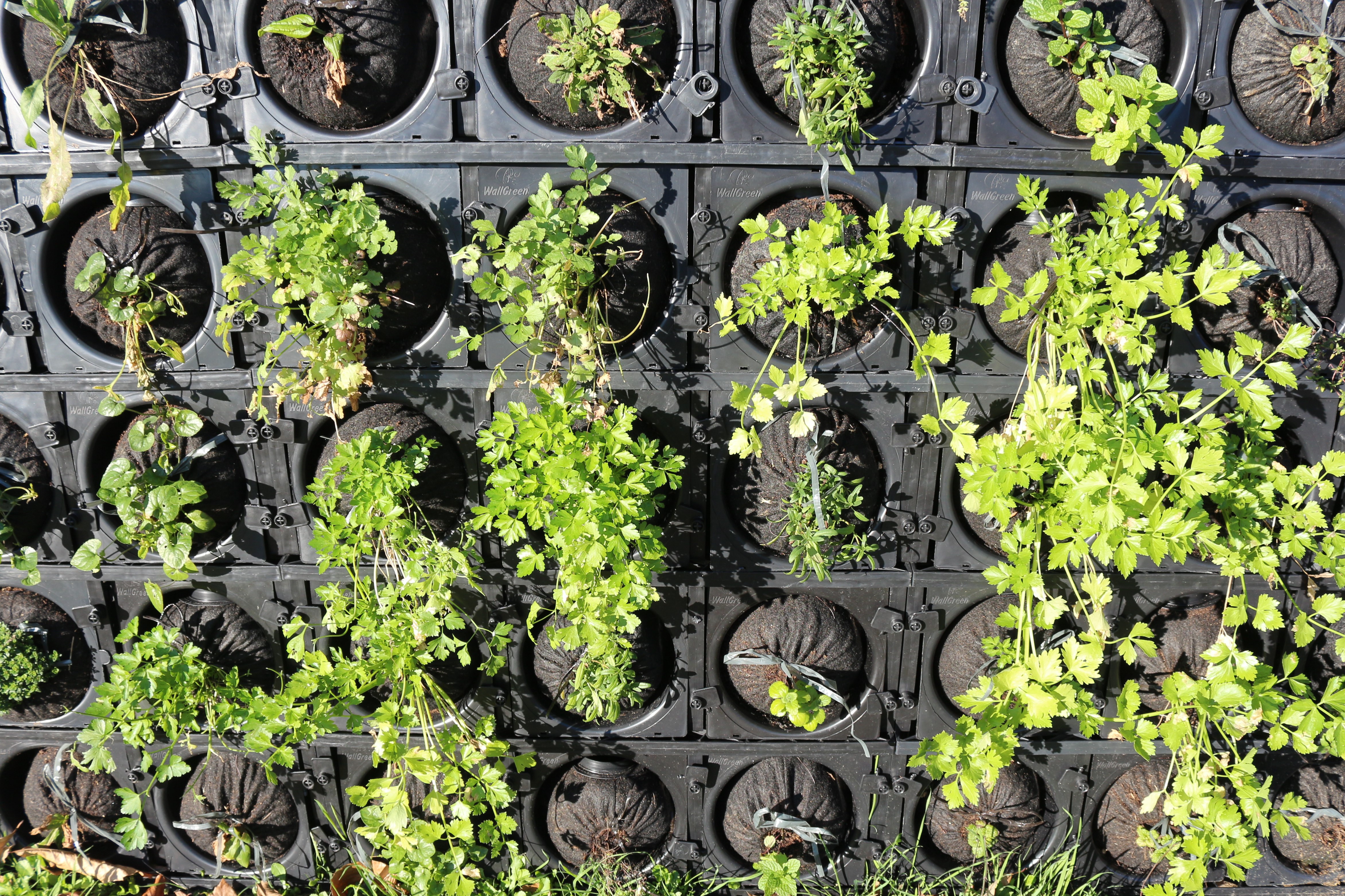 Plantação de salsa, aipo e coentros.