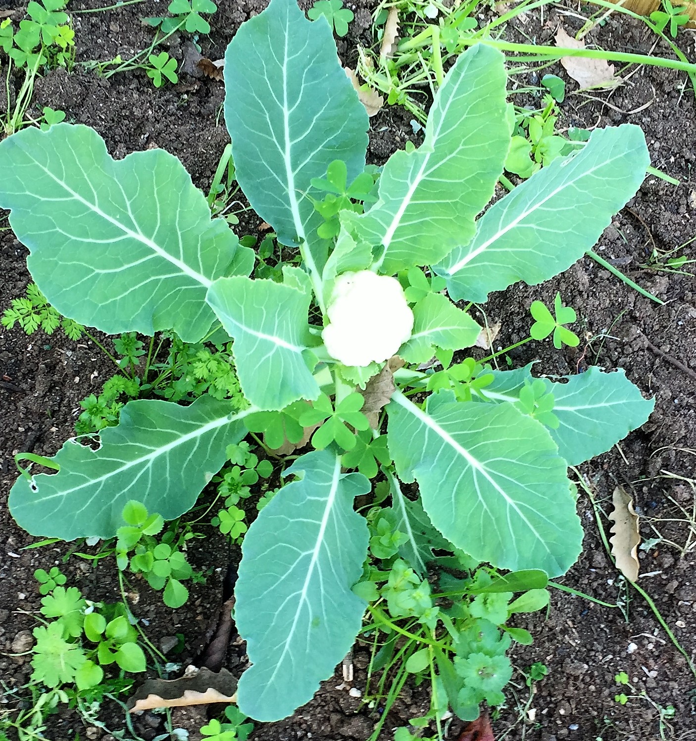 A nossa primeira couve flor. Um regalo para os nossos olhos e os dos visitantes