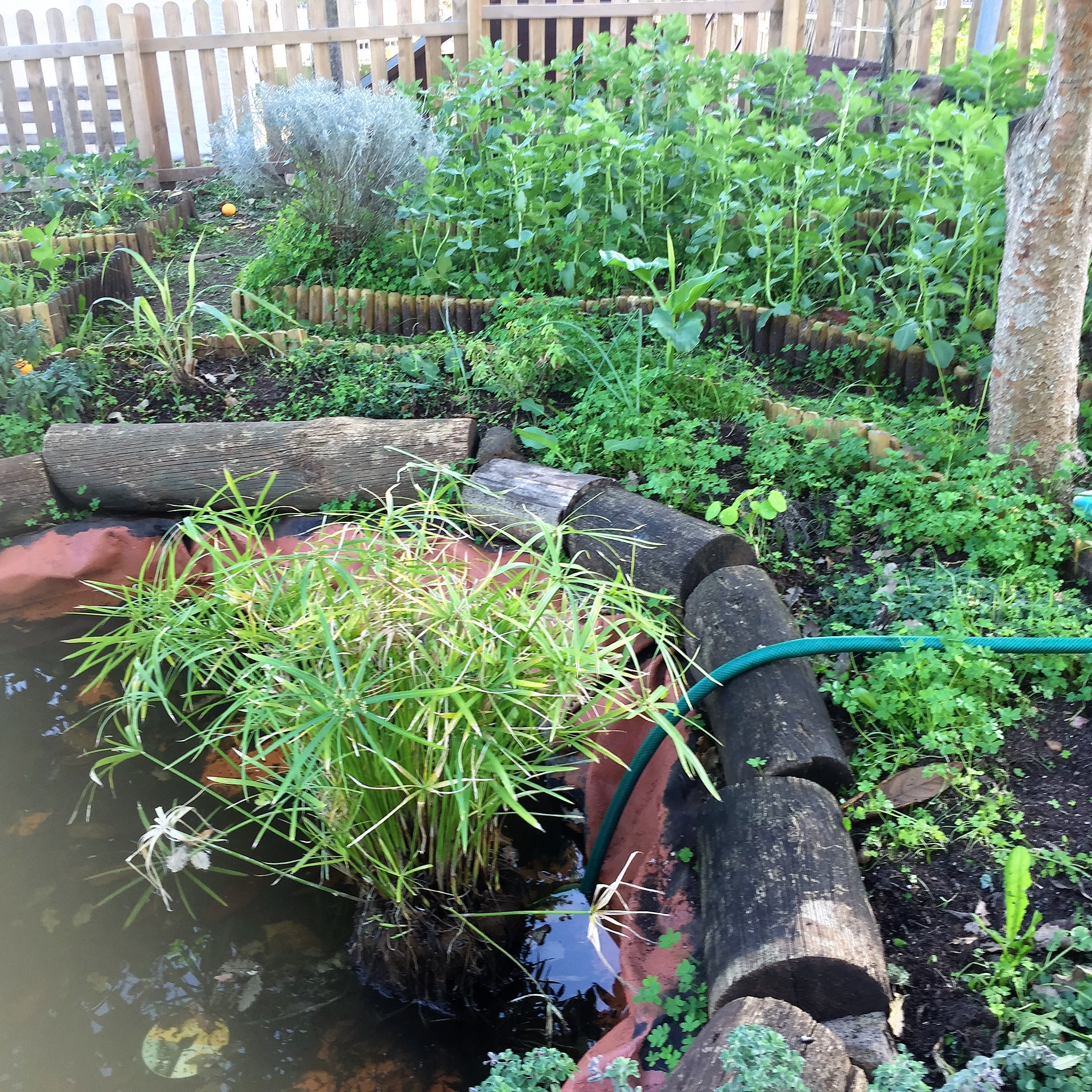 O charco da horta mandala recebeu um papiro de oferta. O canteiro que rodeia o charco tem plantas aromáticas, flores e fisalis. Os outros canteiros receberam plantação de hortícolas em consorciação.