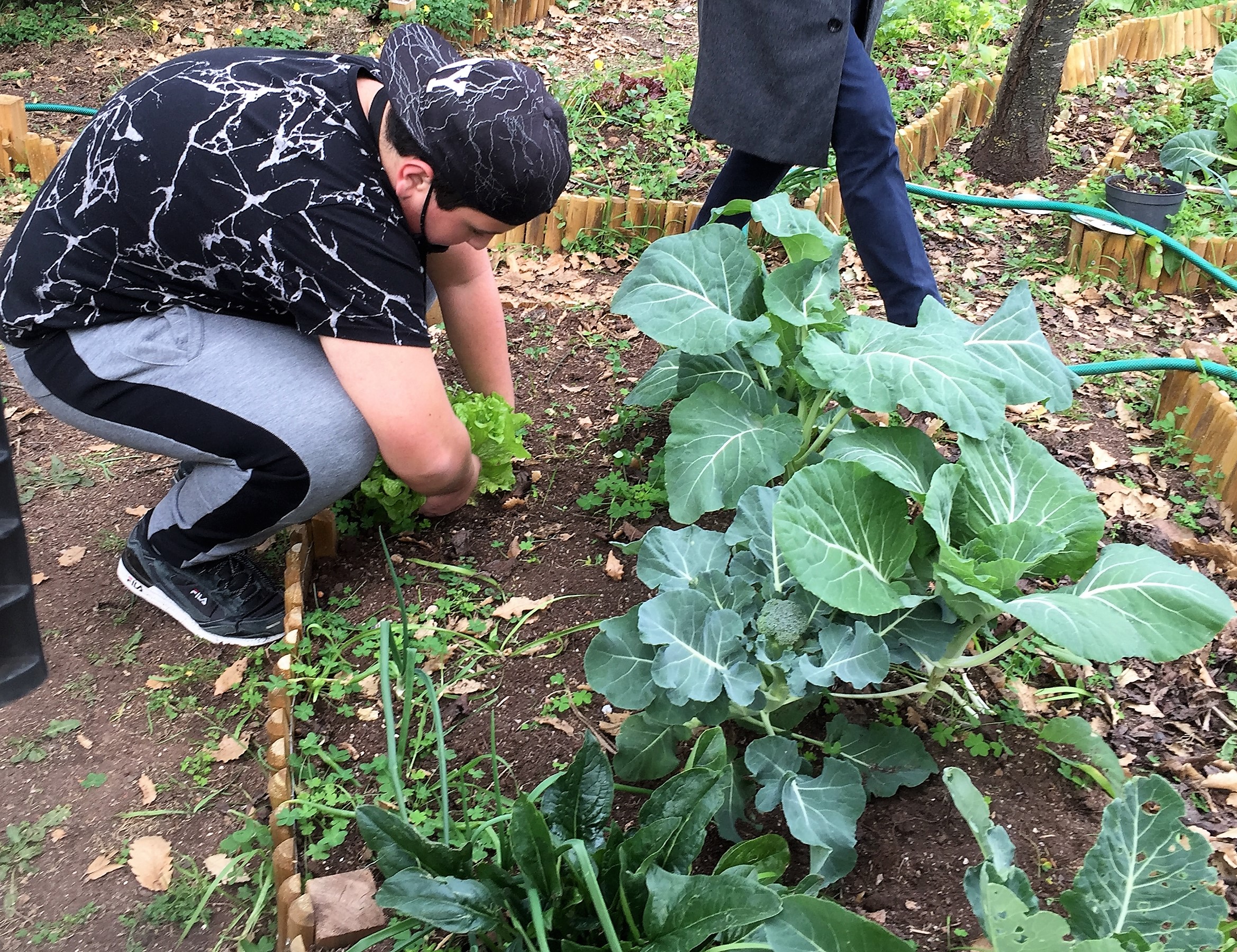 Aluno voluntário da horta a apanhar alface para o almoço  vegetariano pedagógico. Canteiro de espécies em consorciação, espinafres, cebolo, bróculo,  couve portuguesa e alface.
