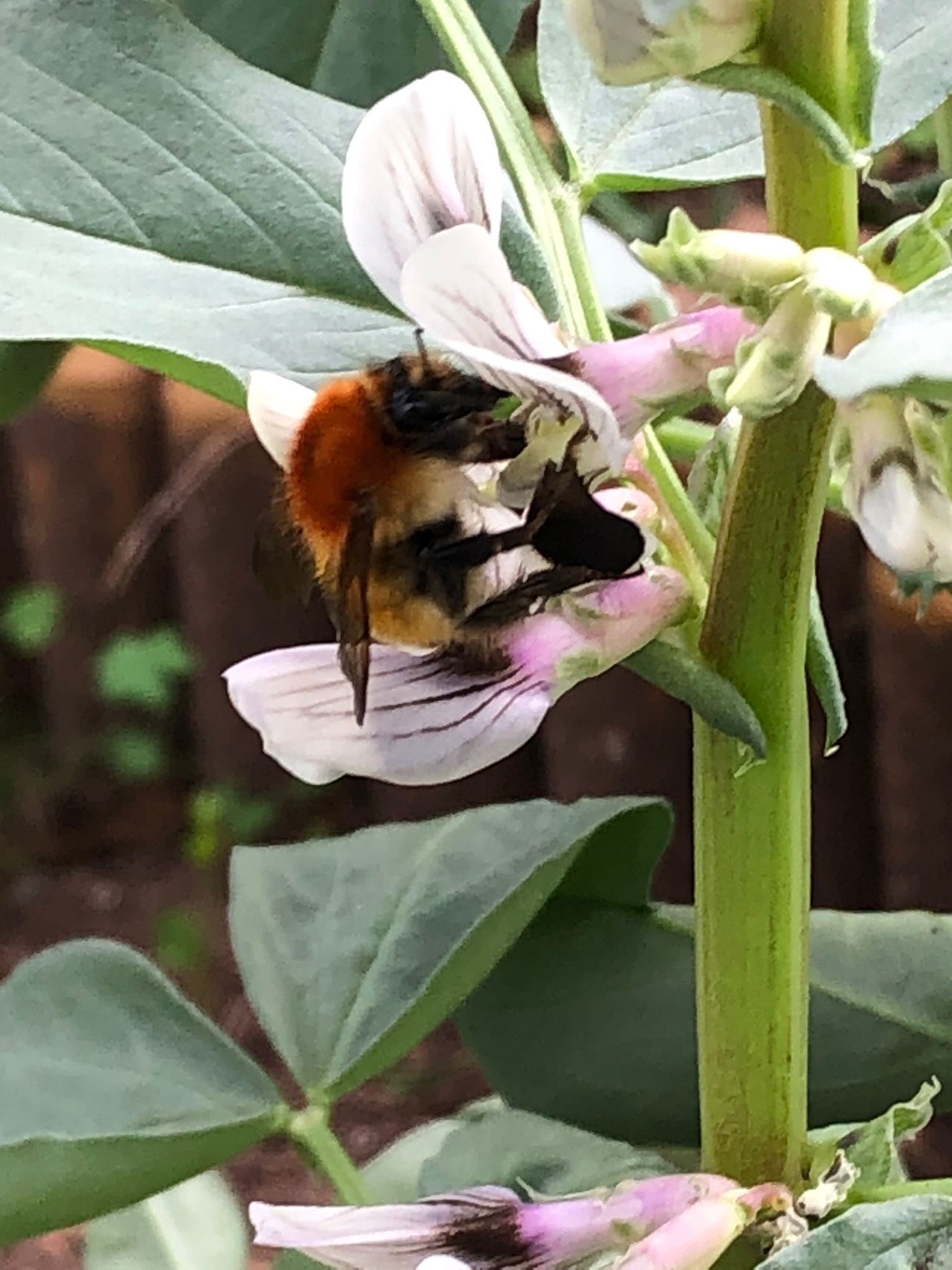 Polinização, a abelha nas flores do canteiro das favas e hortelâ