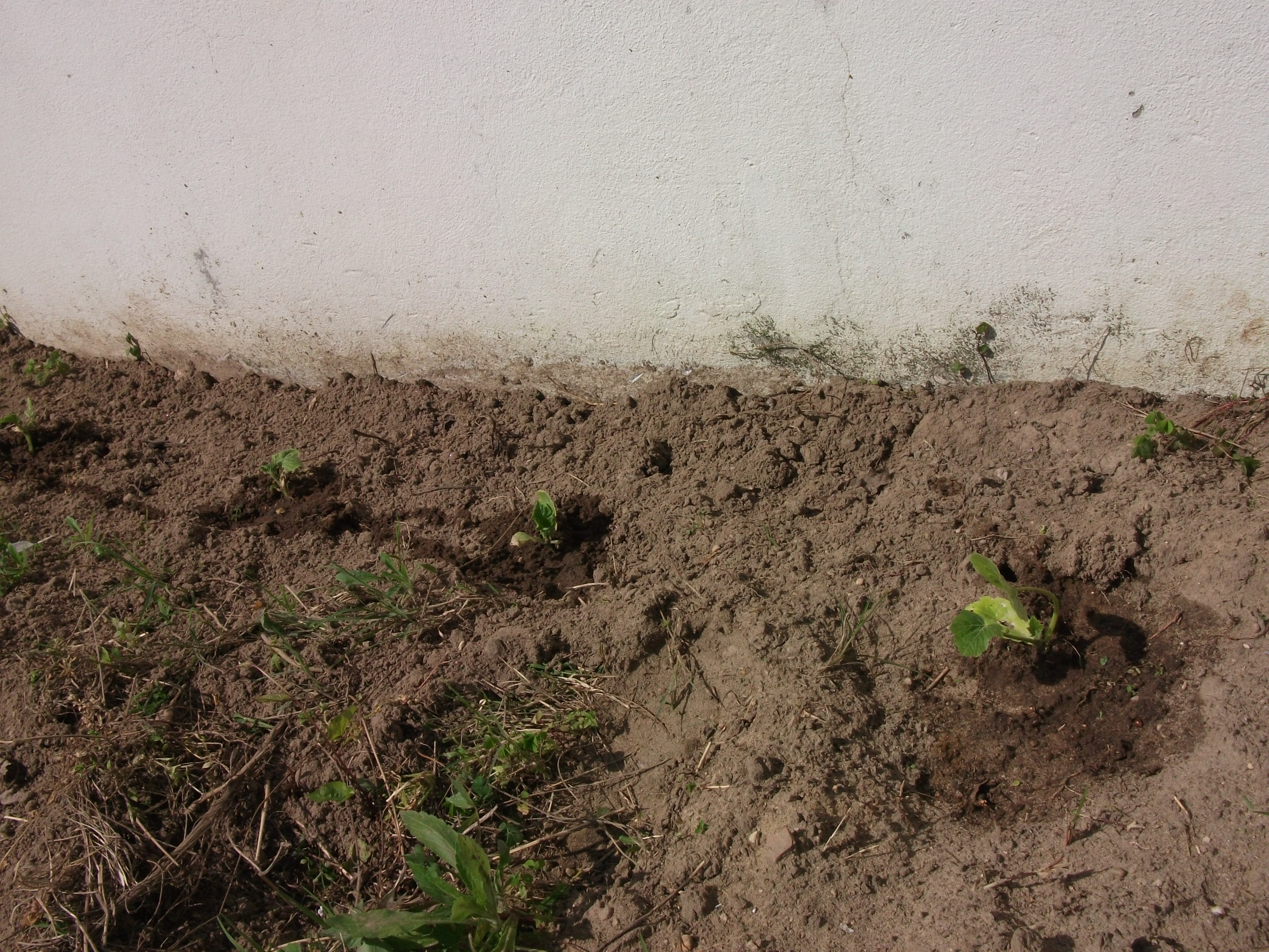 Zona das curgetes.