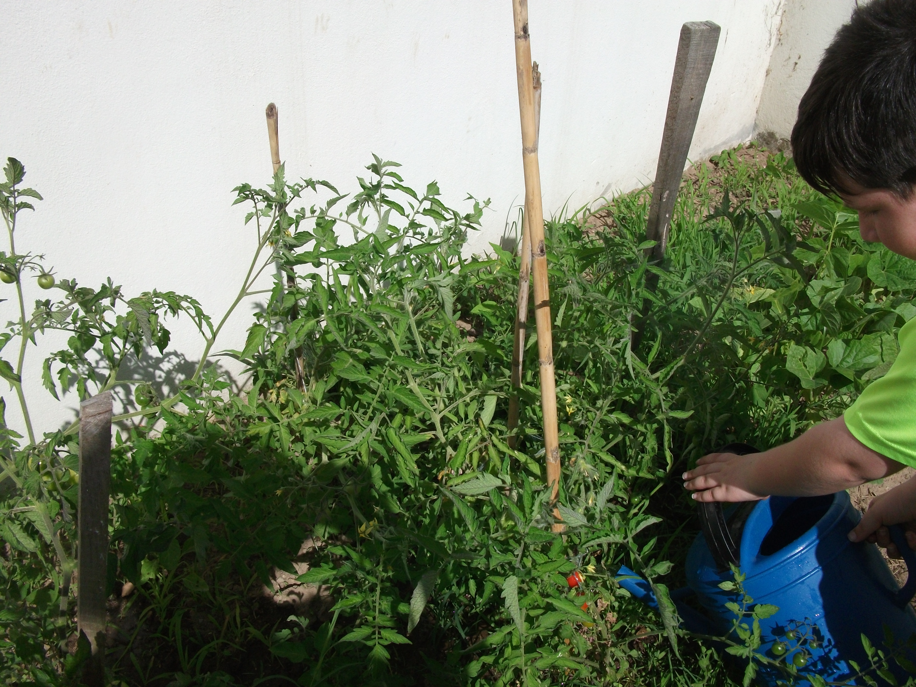 Rega do espaço dos tomates e pimentos.