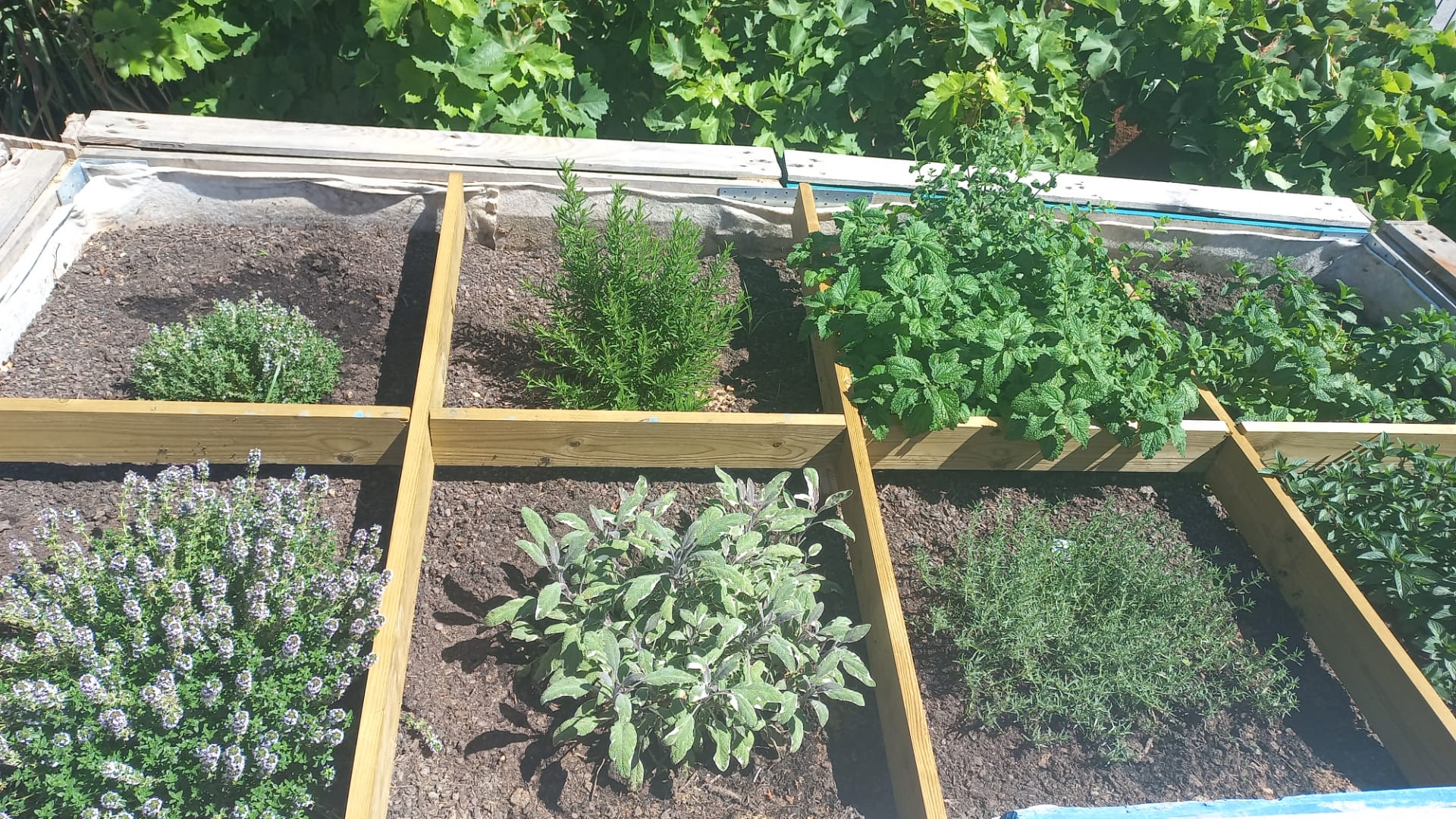 Um dos nossos canteiros de Plantas aromáticas
