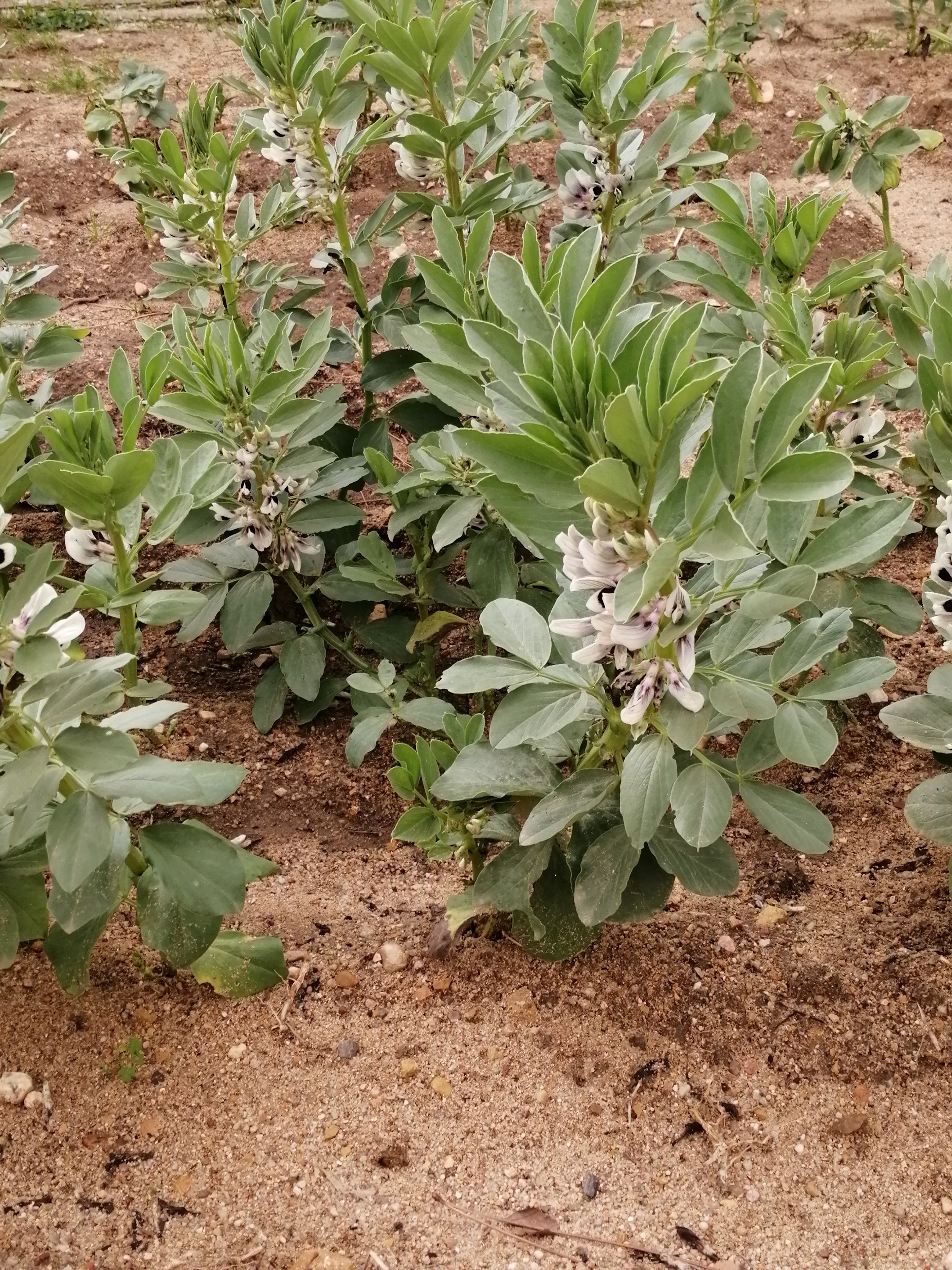 Favas - adubação verde