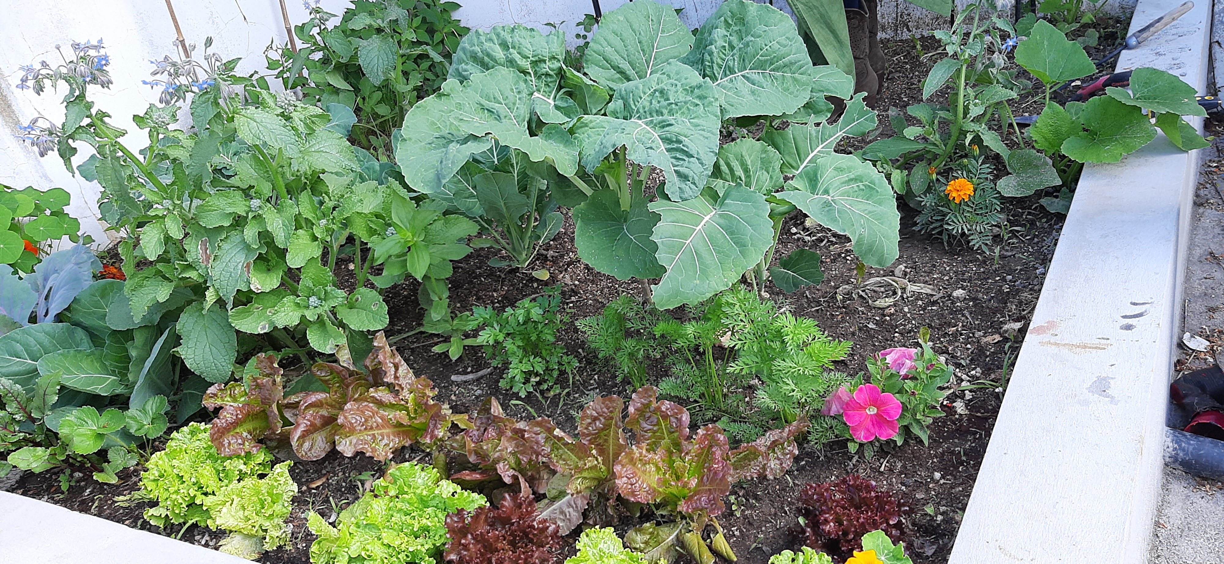 Legumes: alface, couve galega, cenoura, couve coração, couve roxa, beterraba, curgete e flores: petúnia, cravo túnico, borragem e capuchinha