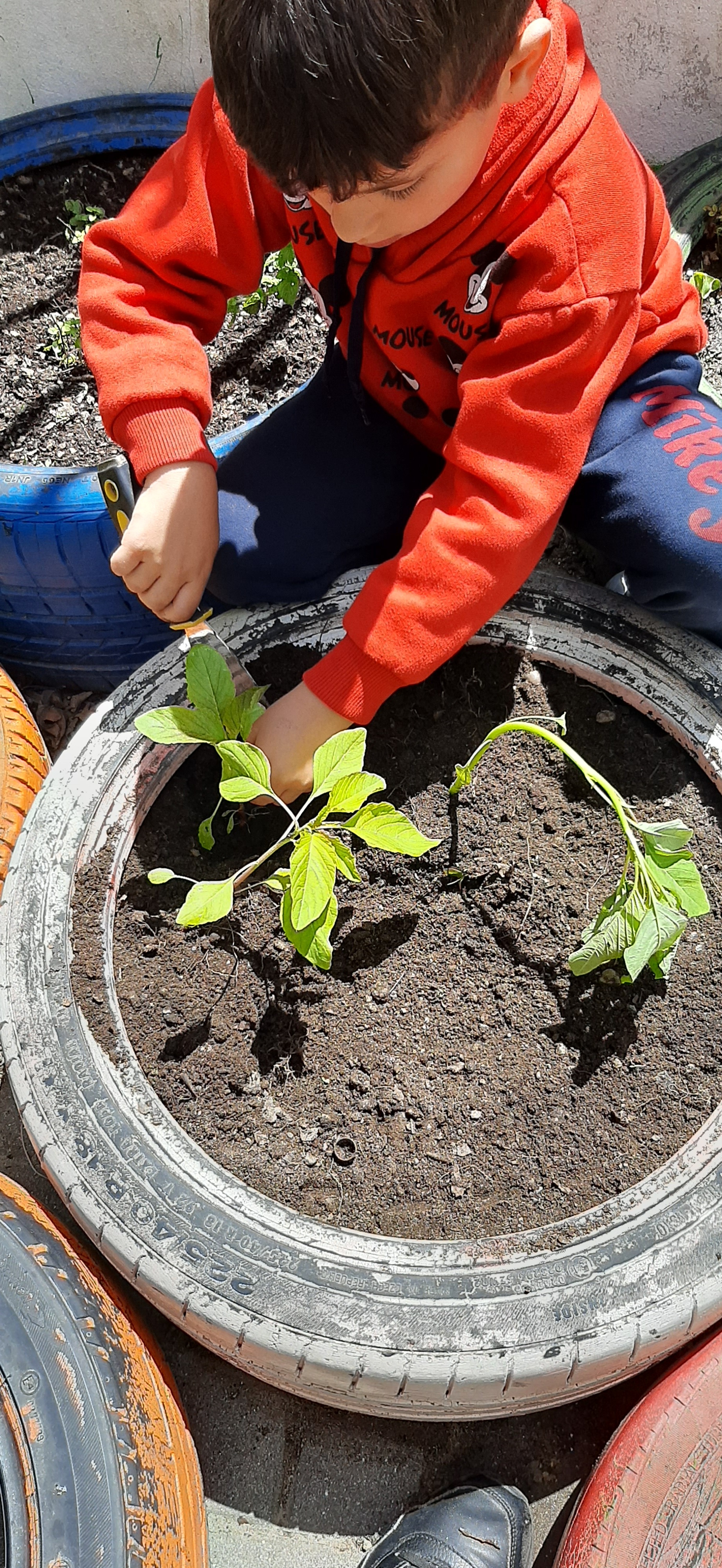 Iniciação a pequena hortofloricultura