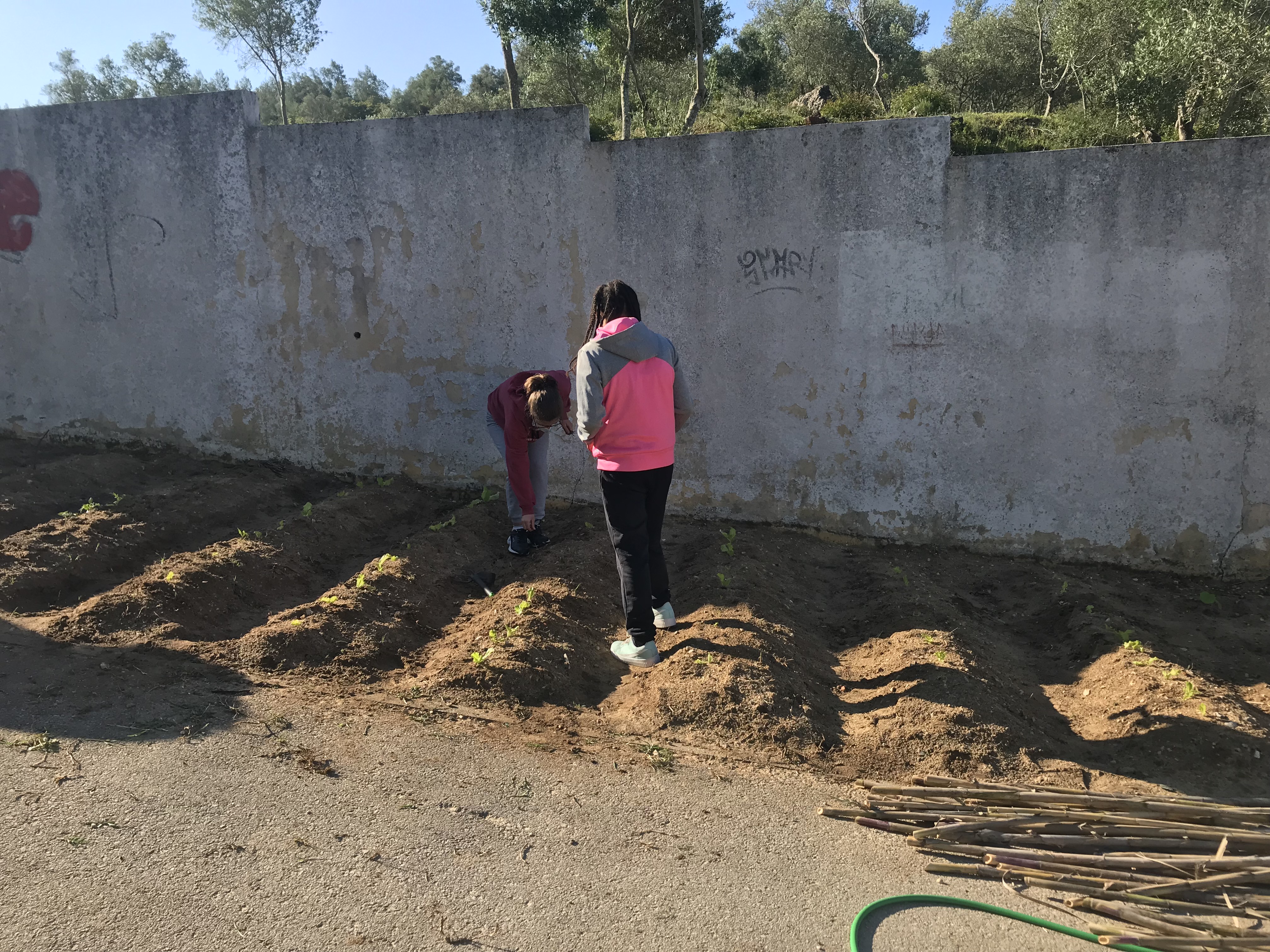 Alunos a plantar alfaces