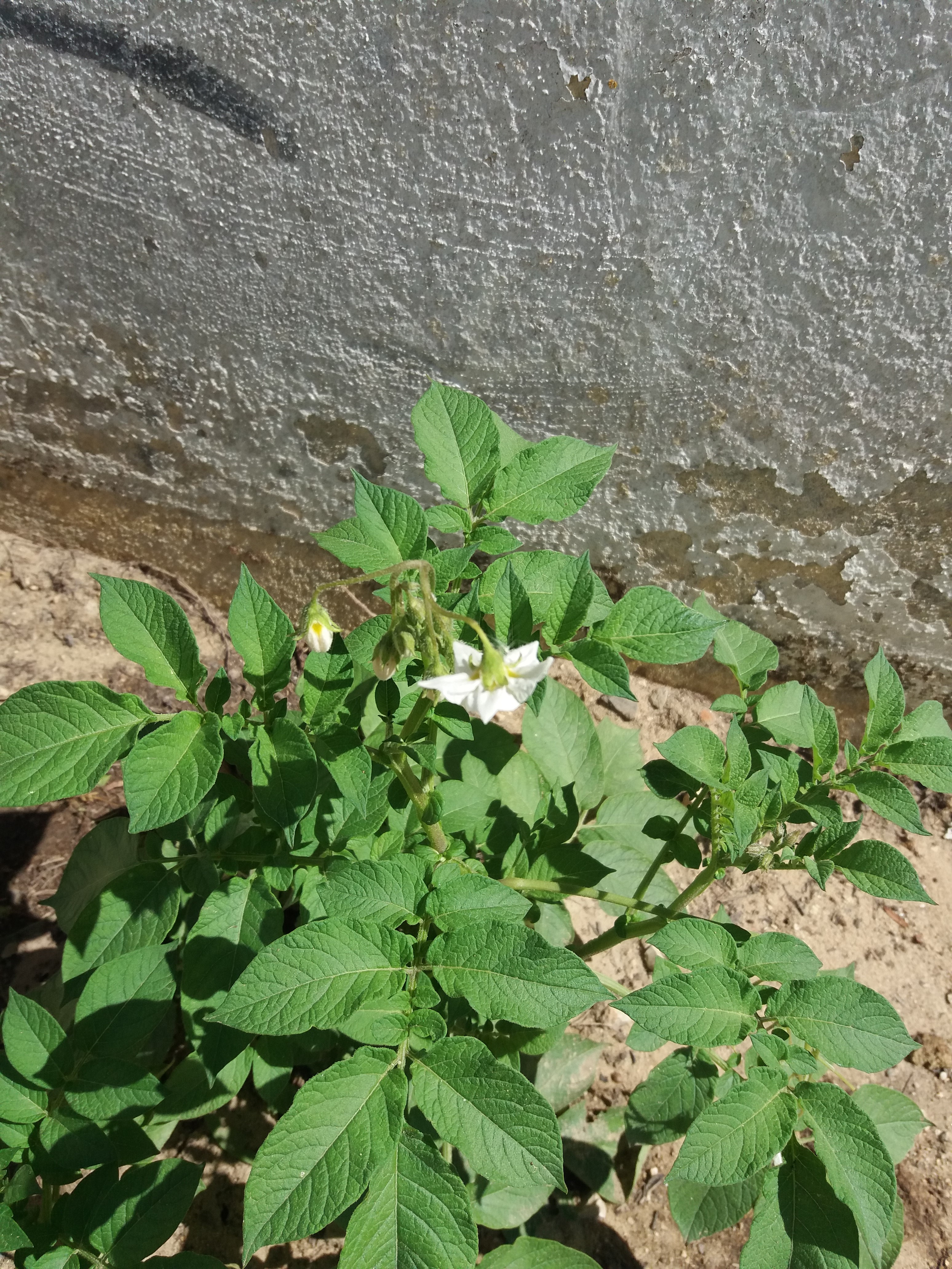 Batateira em flor