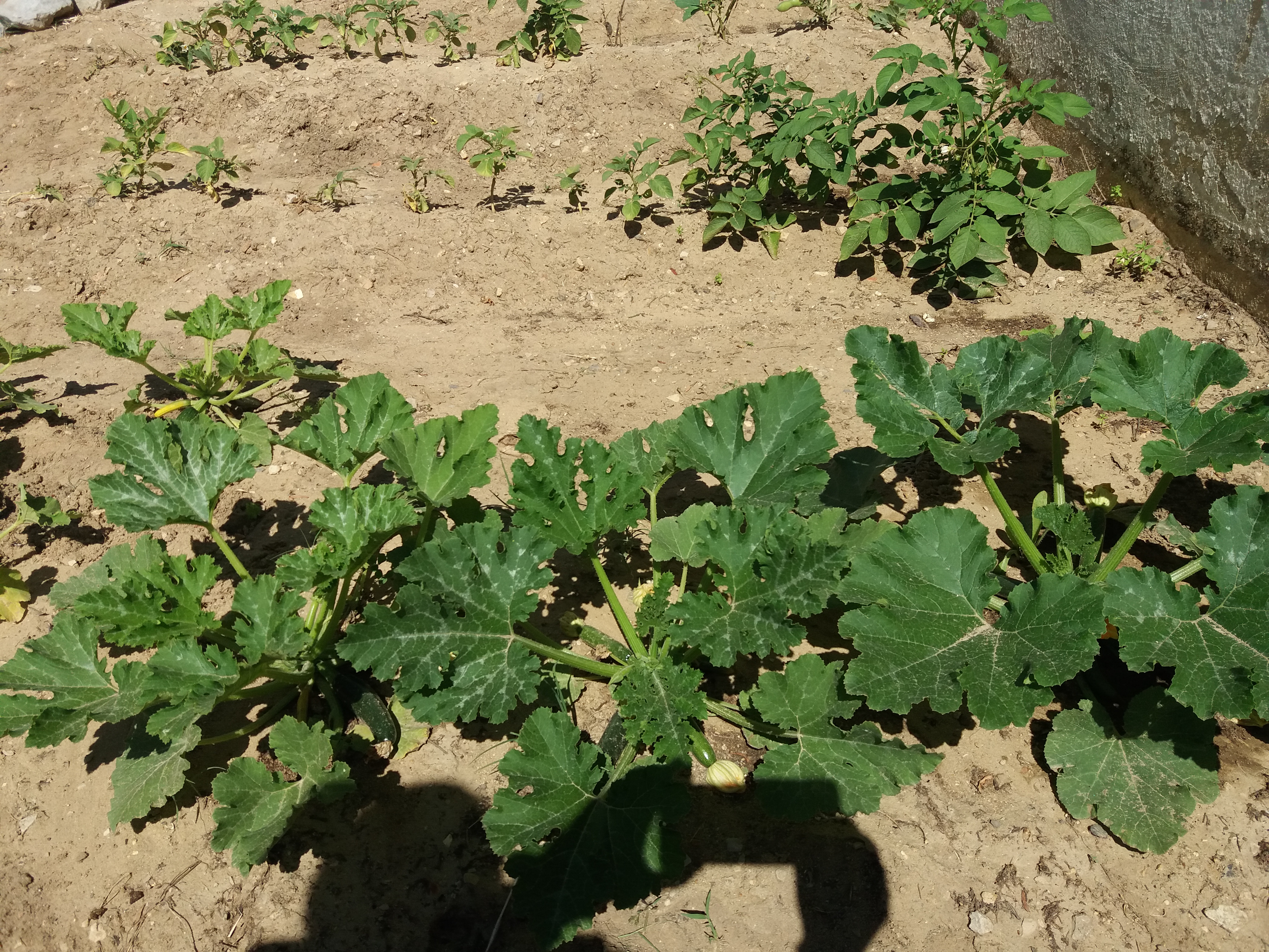 Courgettes quase prontas a colher