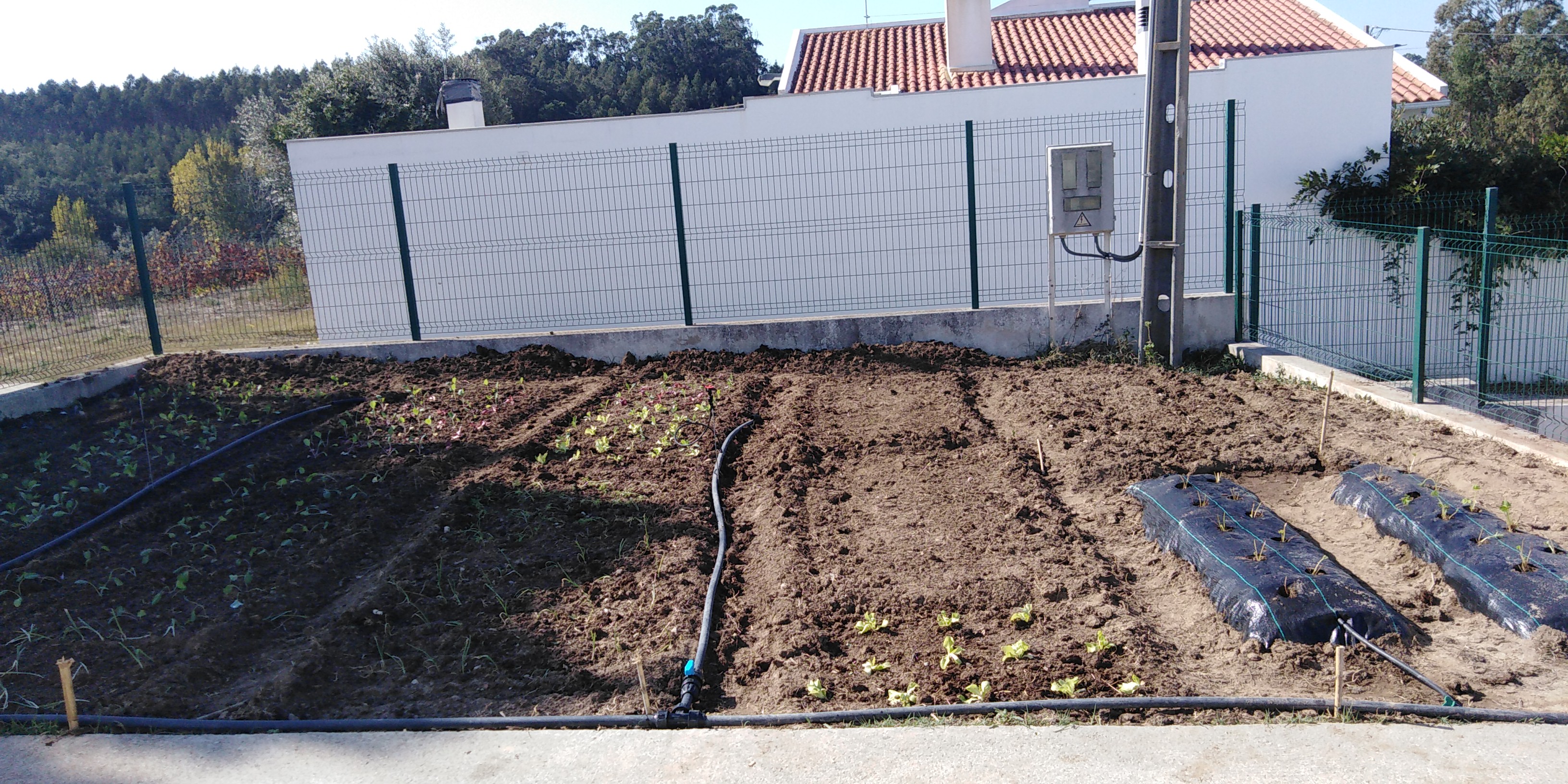 As primeiras plantações da horta.