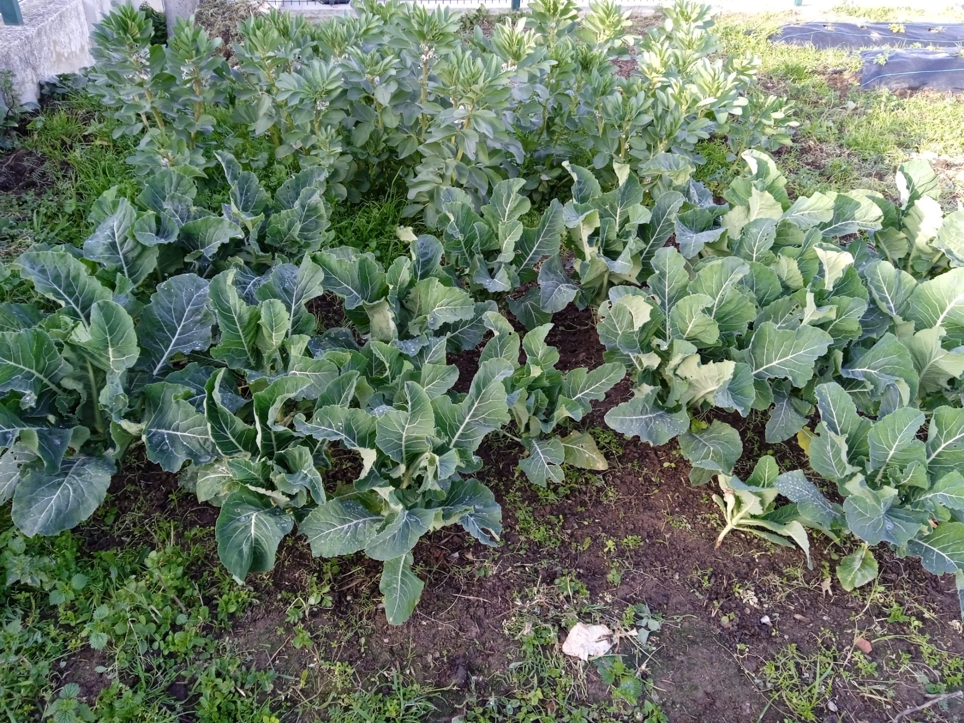Mais legumes a crescer.