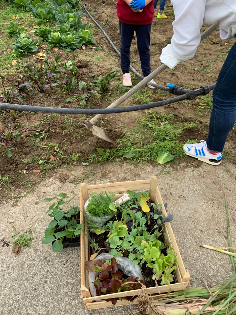 Plantação de novos produtos