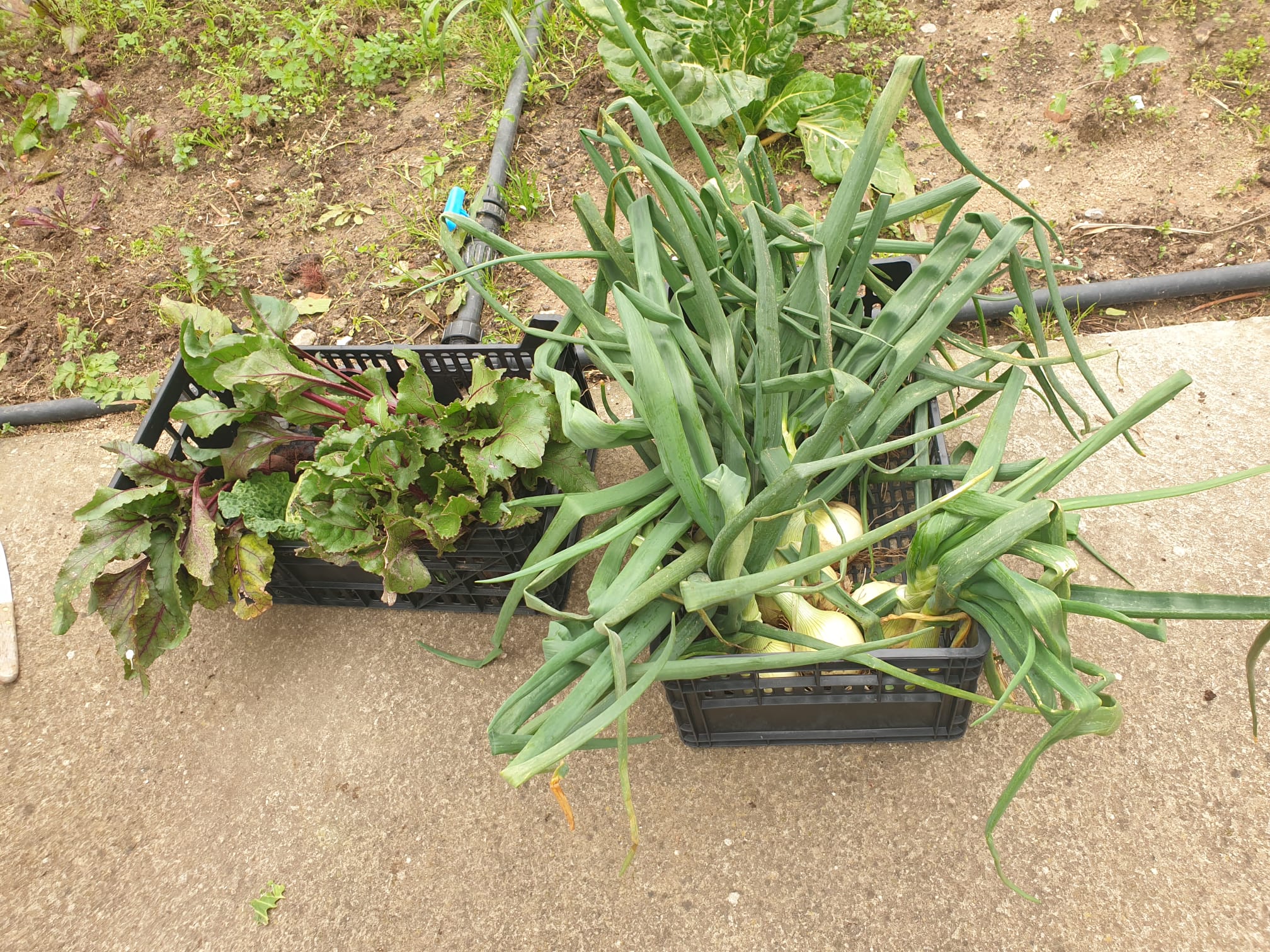Produtos da horta