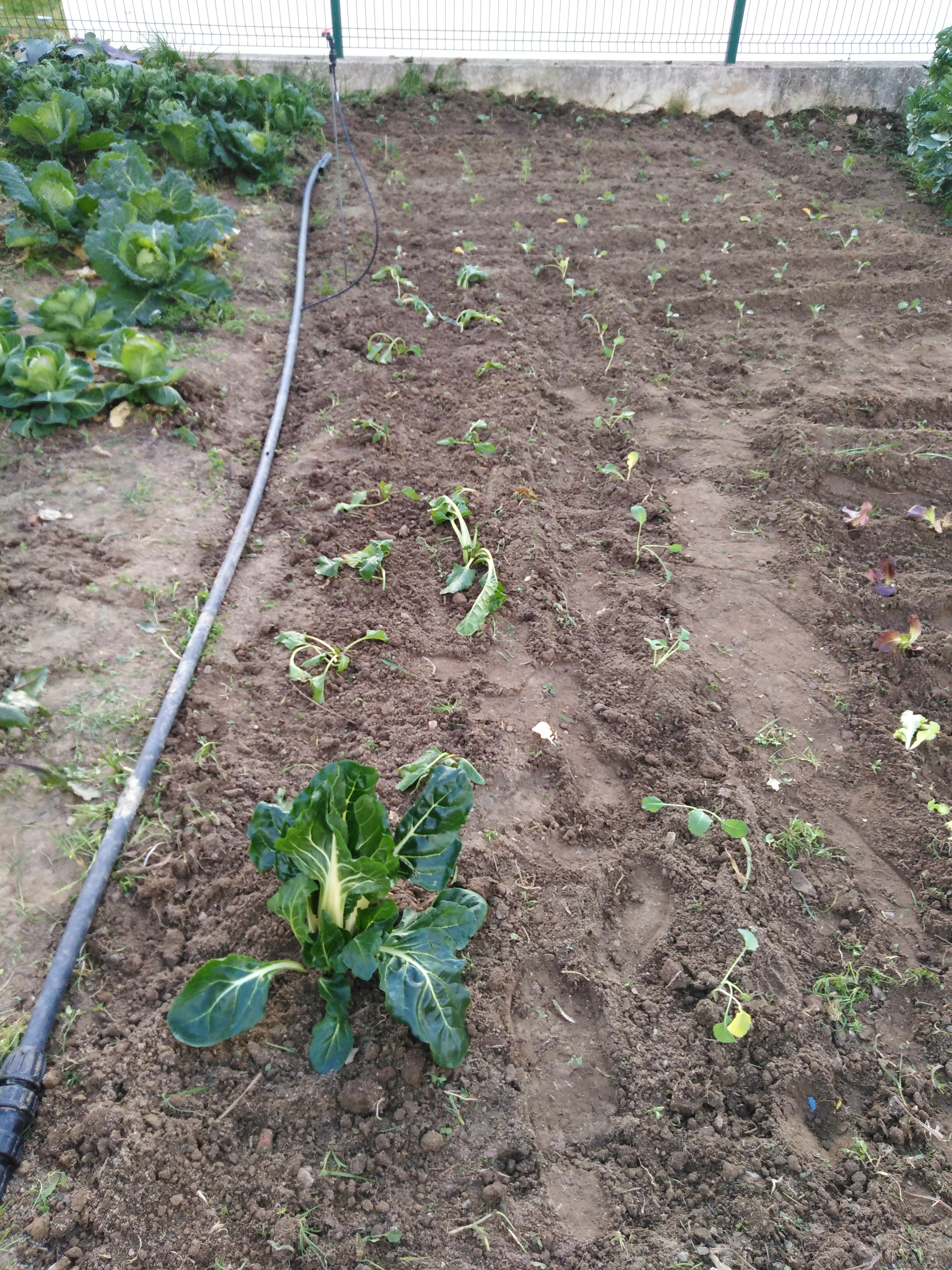 Novas plantações.