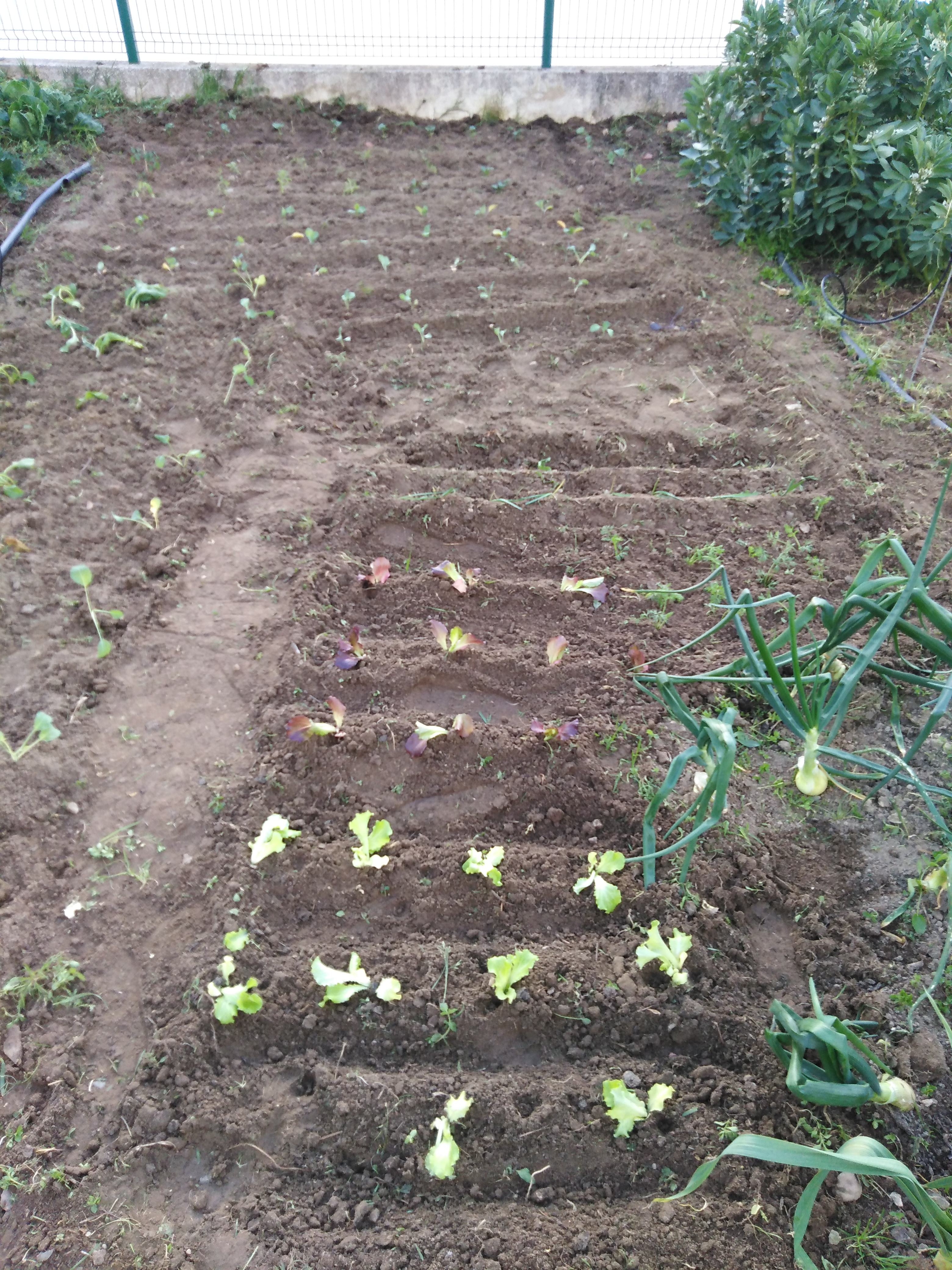 Novas plantações