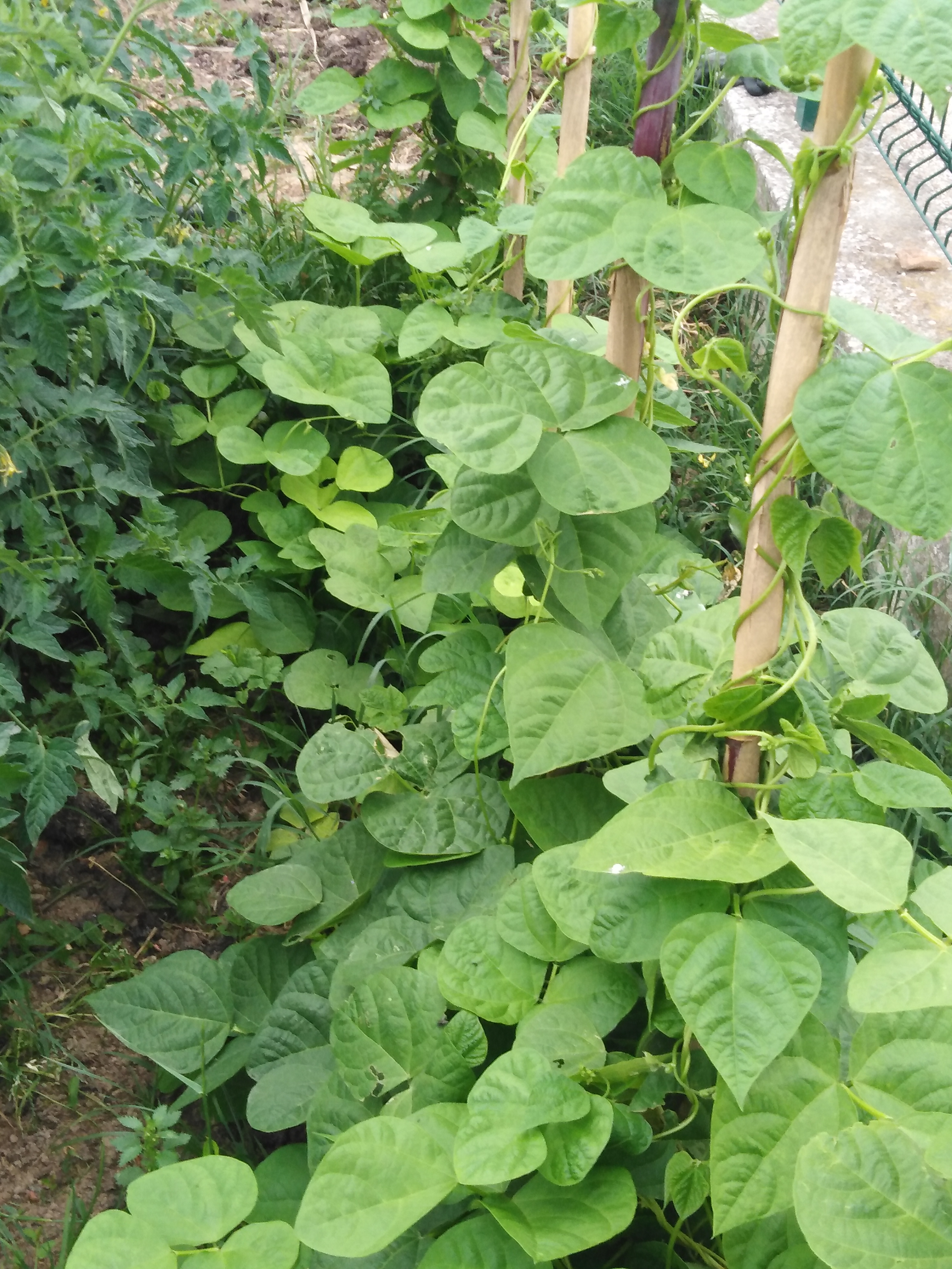 pormenor feijão verde