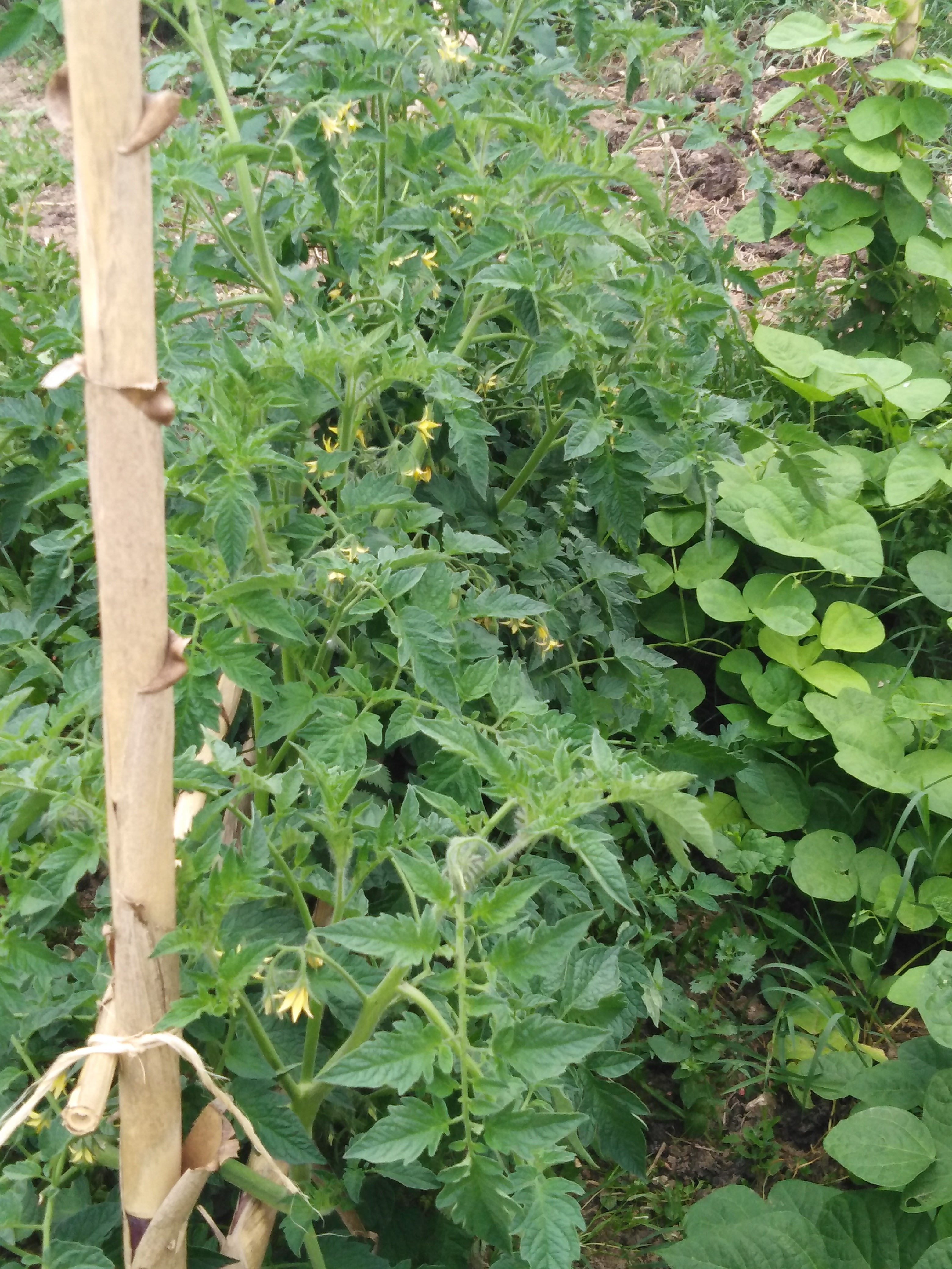 pormenor tomate