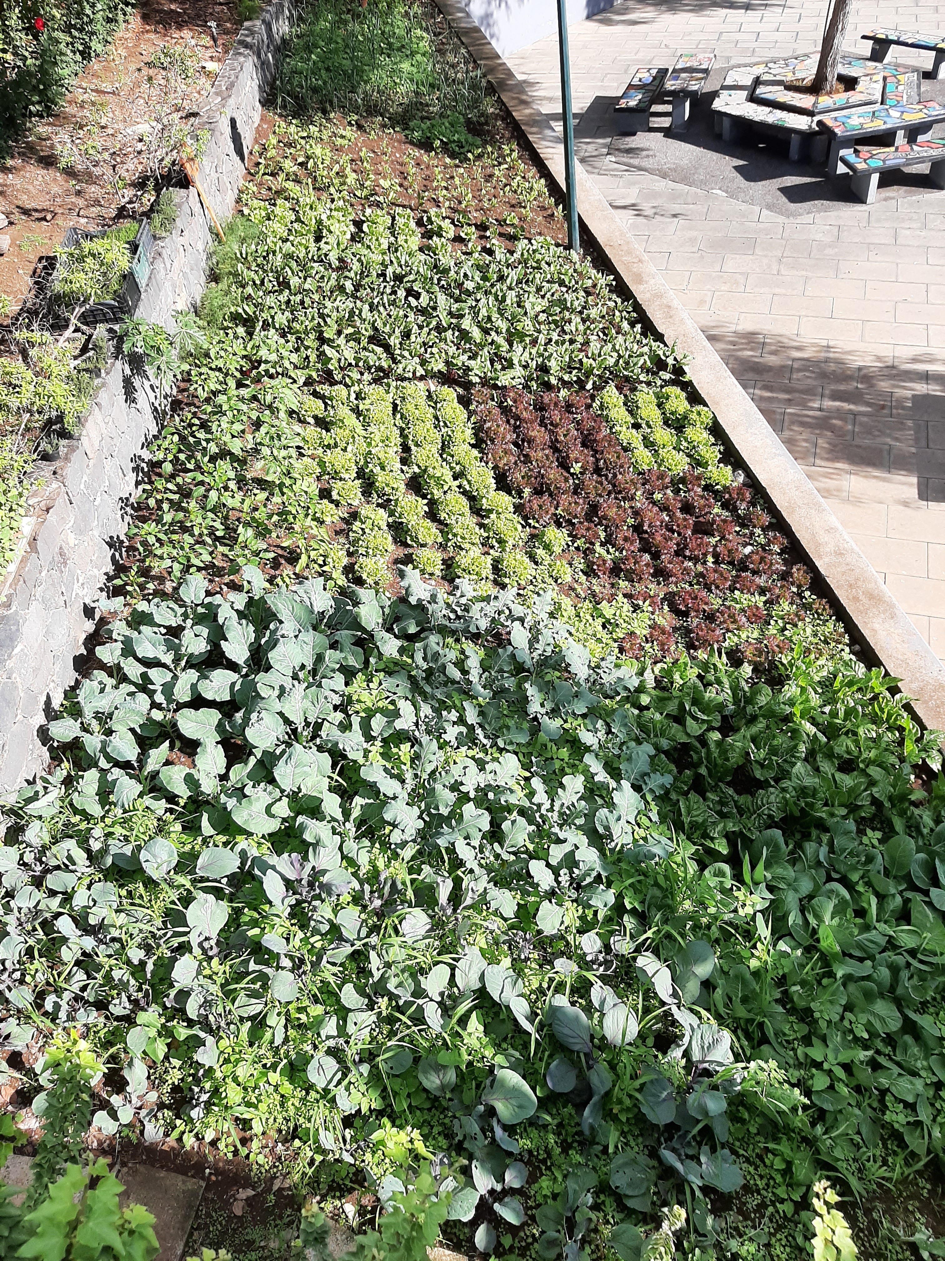 Em novembro o colorido das plantações realizadas em setembro, já era bem visível.