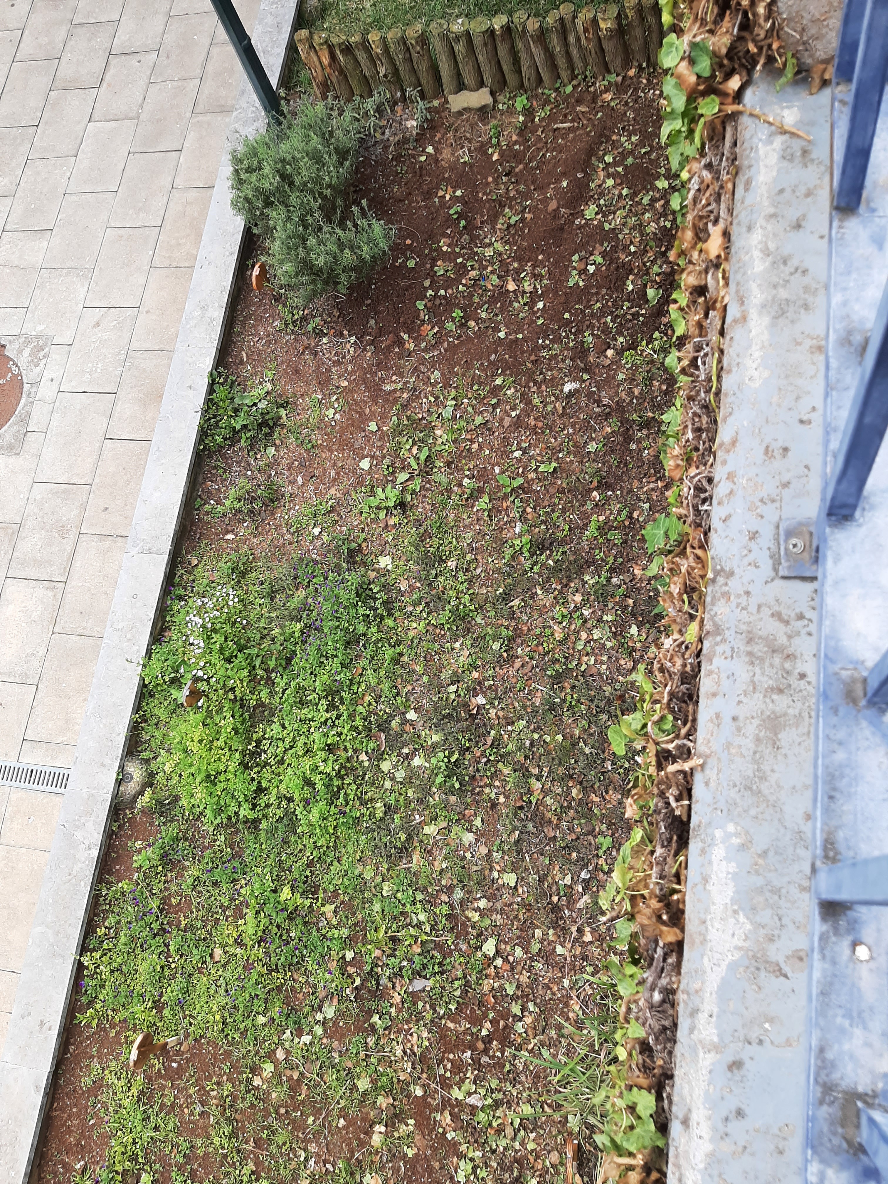 O jardim das aromáticas está a ser totalmente renovado e ainda não está no seu melhor mas com a chegada da primavera, ele ficará fantástico.