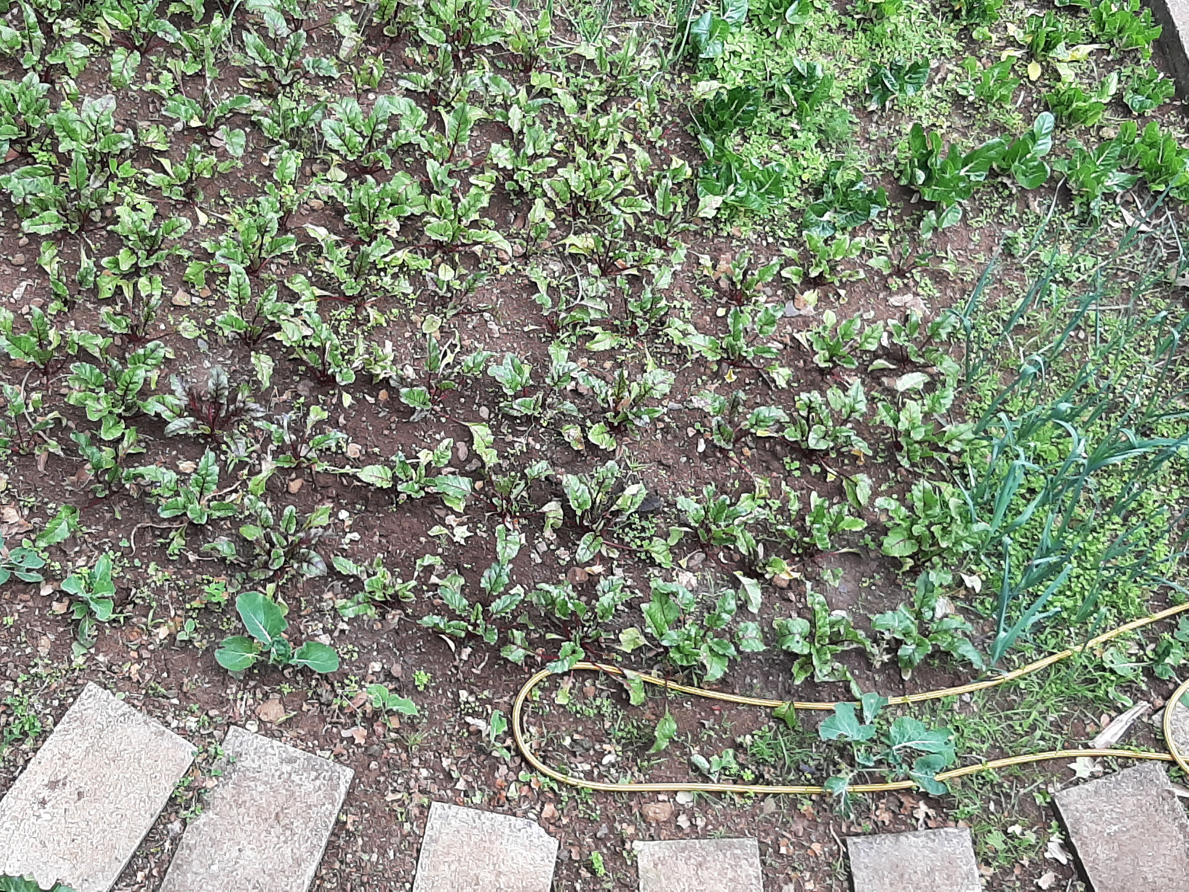As beterrabas e acelgas fazem companhia entre si. Em breve as beterrabas estarão prontas para a colheita.