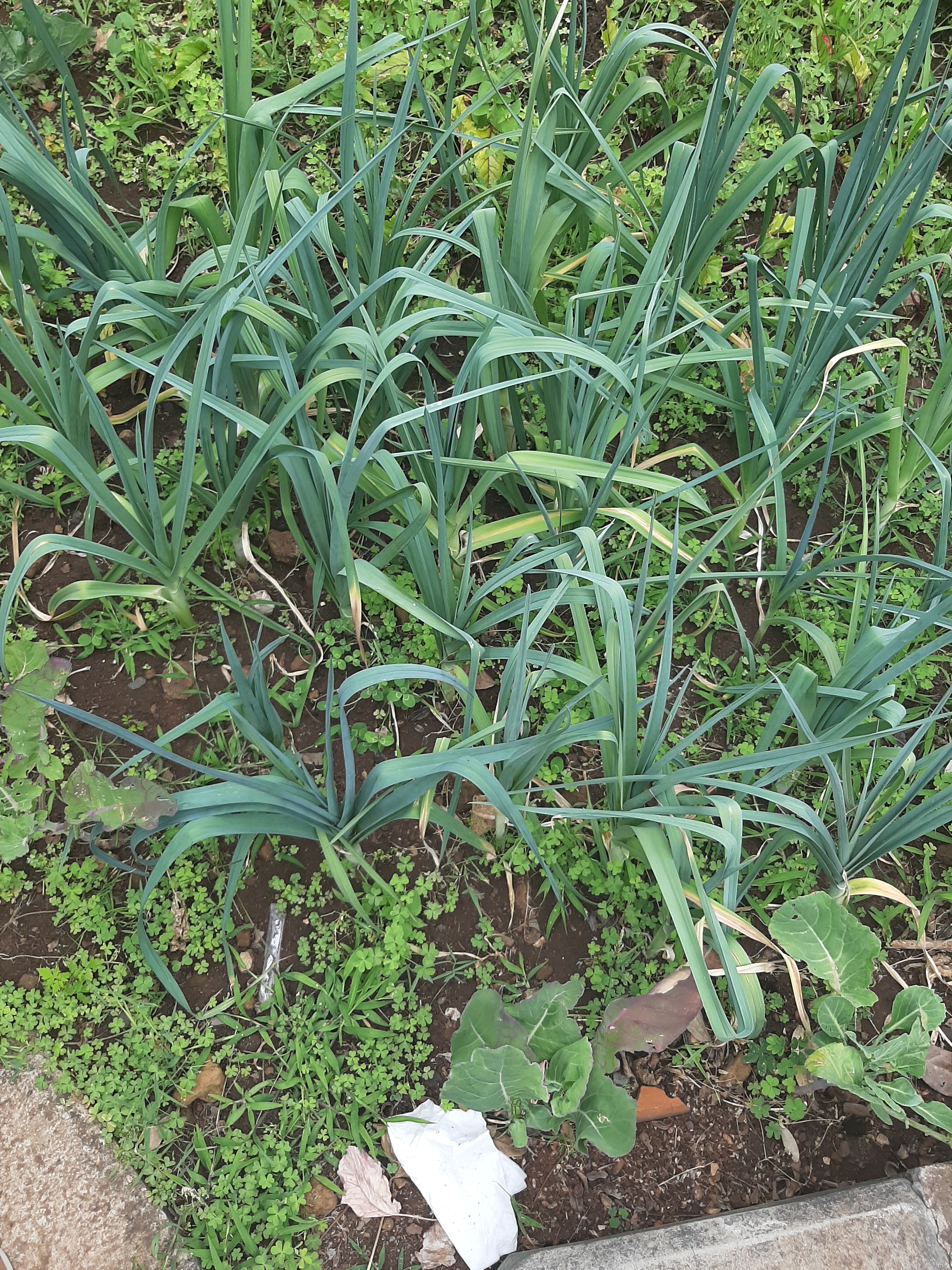 Nesta fase, todos os produtos da horta estão prontos para colheita e o alho francês não é exceção. Darão sopas saborosas.