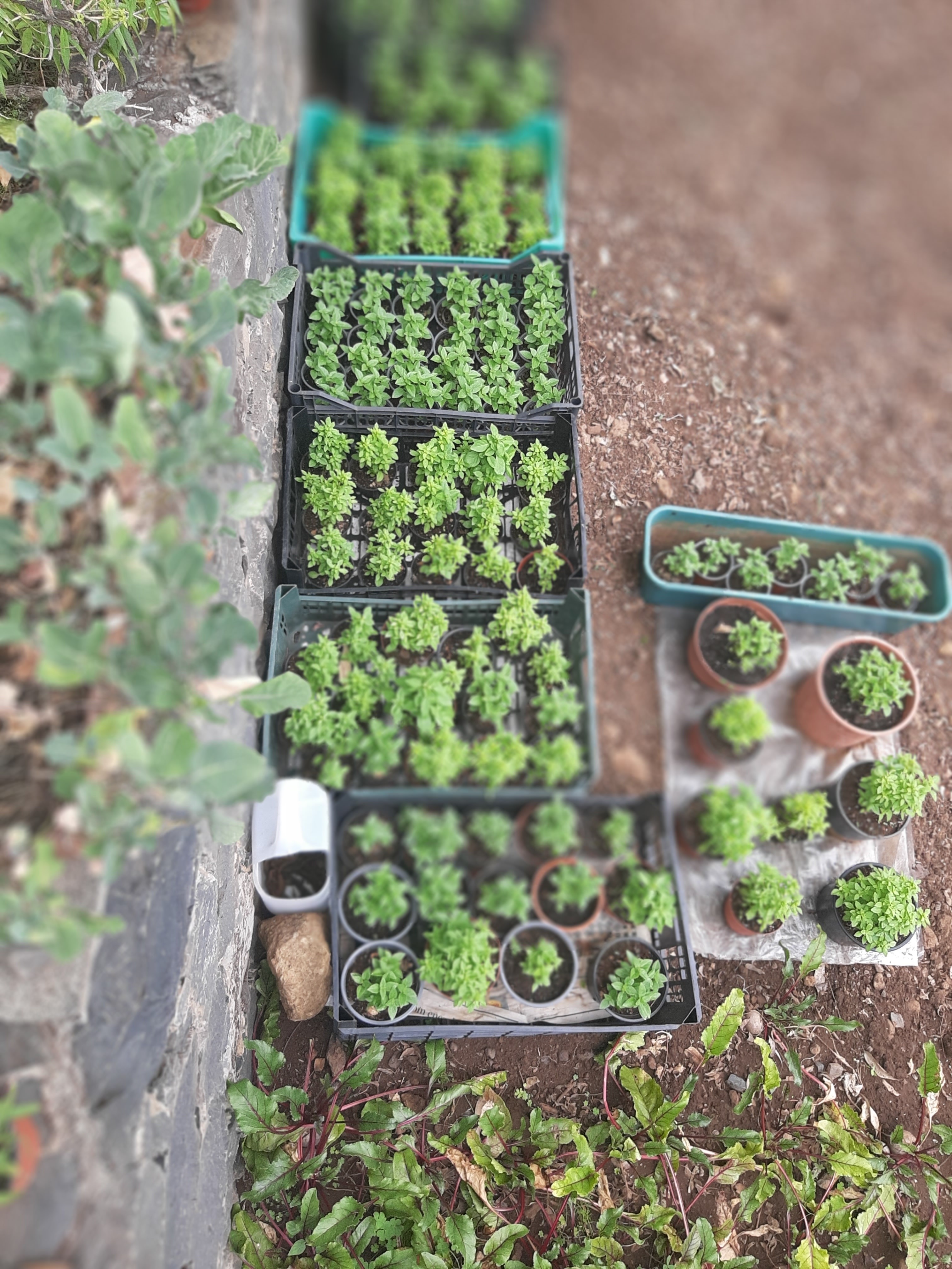 Os manjericos para os santos populares também já estão cultivados. Irão dar aquele aroma típico de junho.