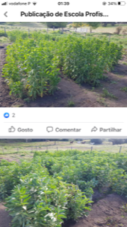 culturas em março