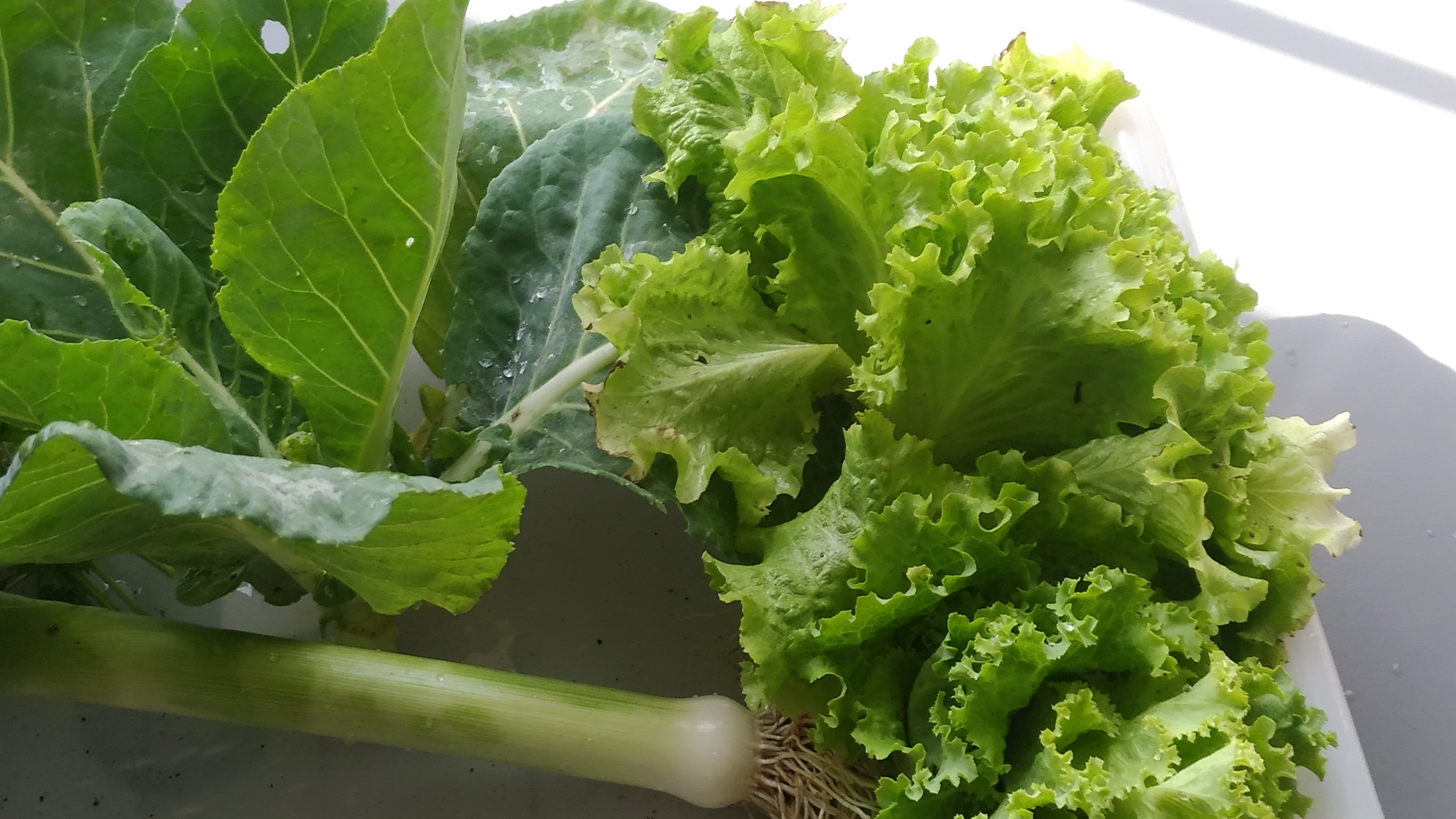 Cabaz atribuído na palestra sobre compostagem com produtos da nossa horta.