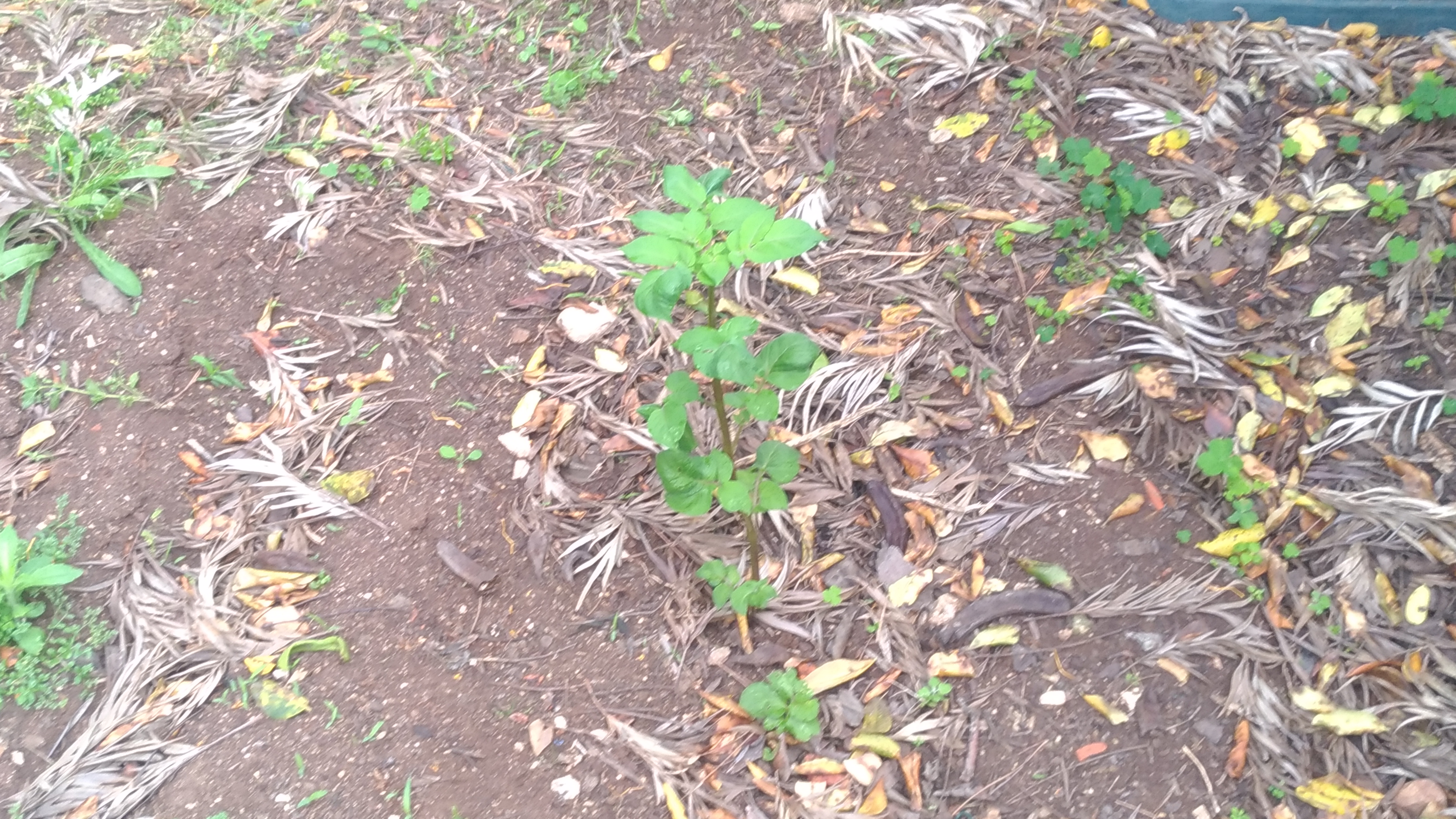 Será que é desta que vamos ter batatas.