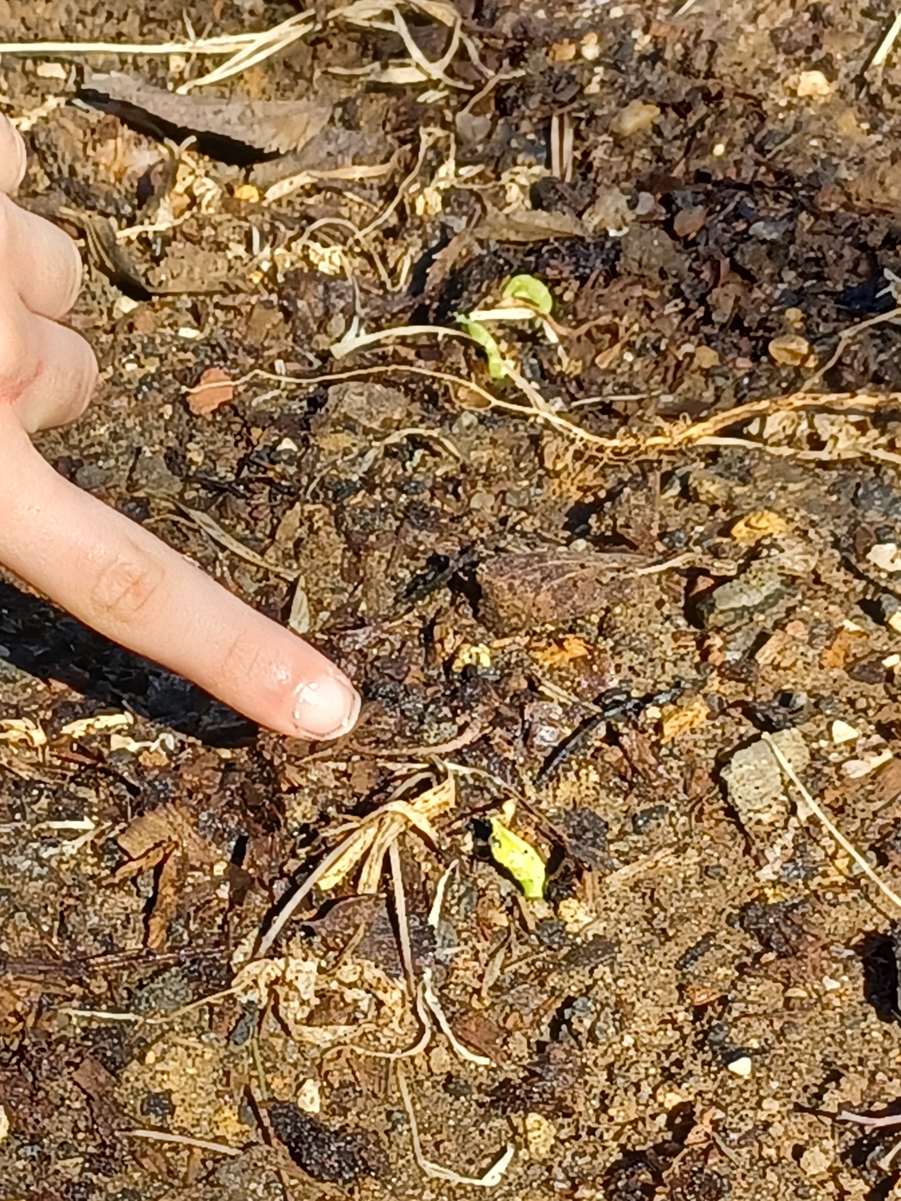 Foto 1 – Rebento de fava, semeada a 24 de janeiro, foto tirada em 07/02/2022.