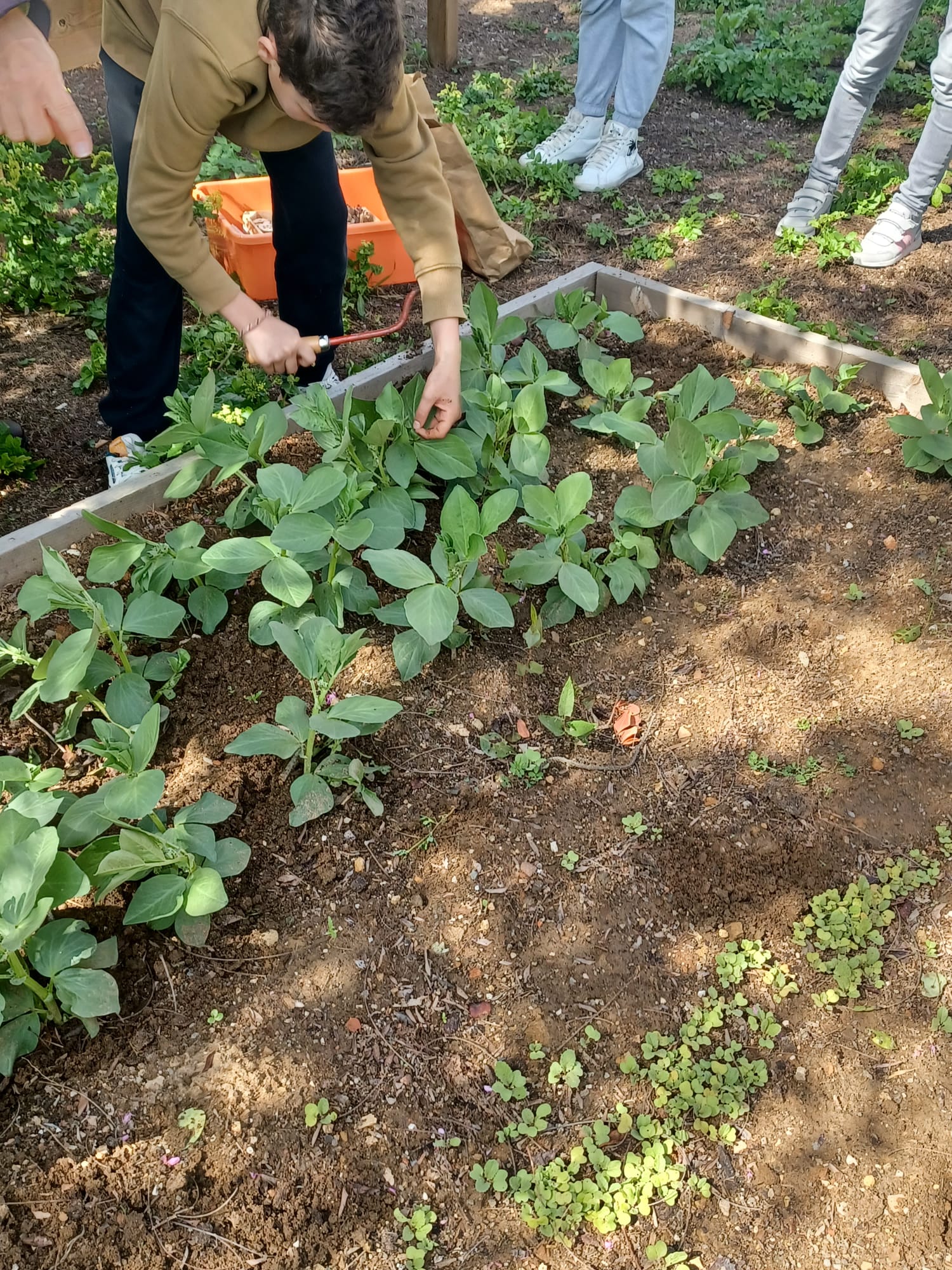 Talhão de cima - A cuidar das favas .., 7 de março, 2022.