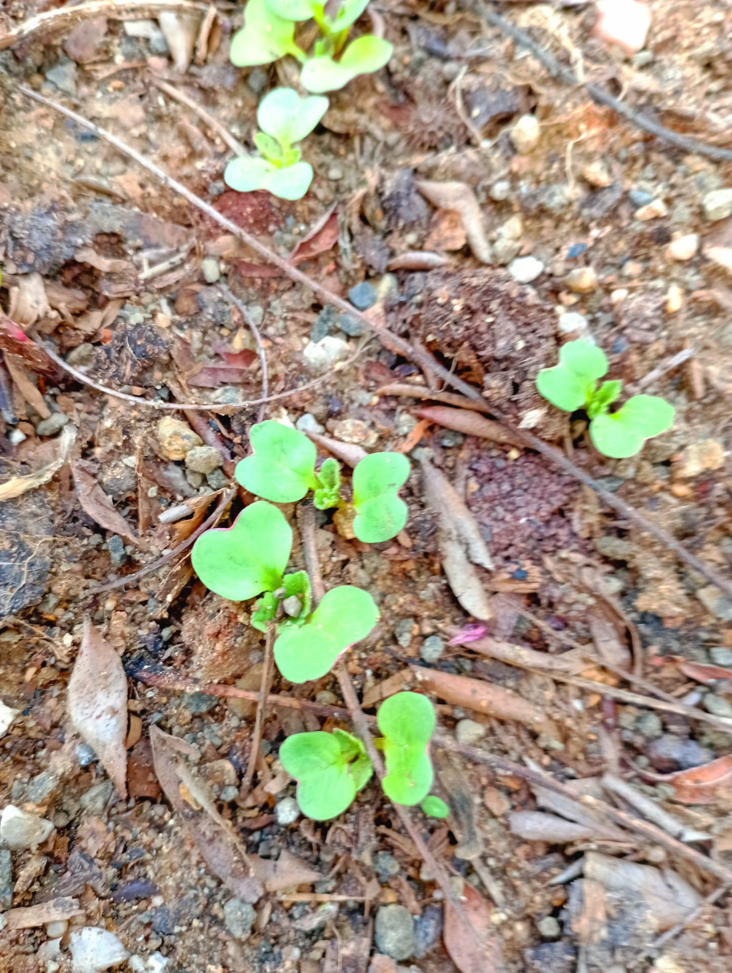 Talhão de baixo - favas a brotarem do terreno, 7 de fevereiro, 2022.