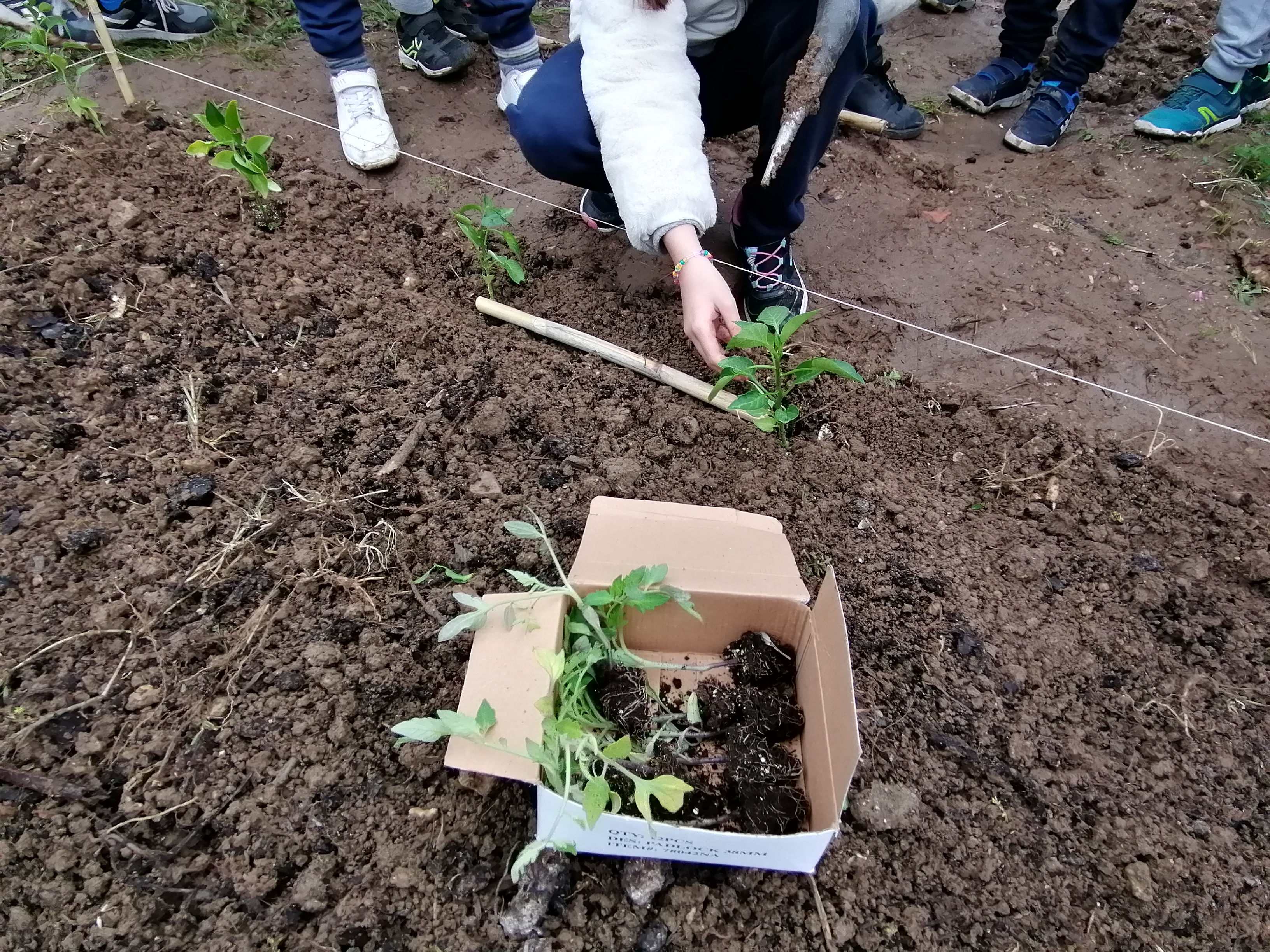 Plantação de tomateiros e pimenteiros