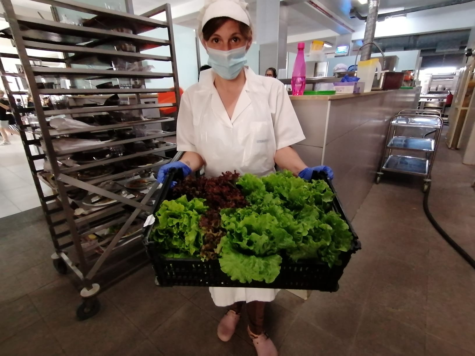 23 de maio - As alfaces da nossa horta foram consumidas por todos no refeitório na secção das saladas.
