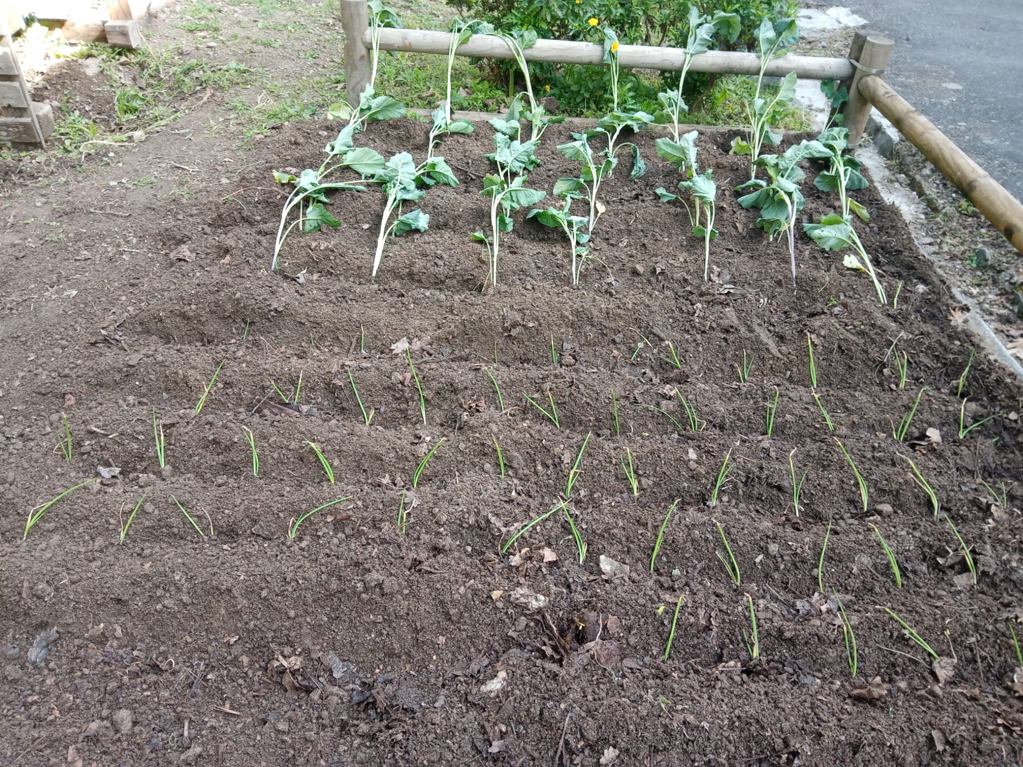 Plantação de cebolo e couve galega