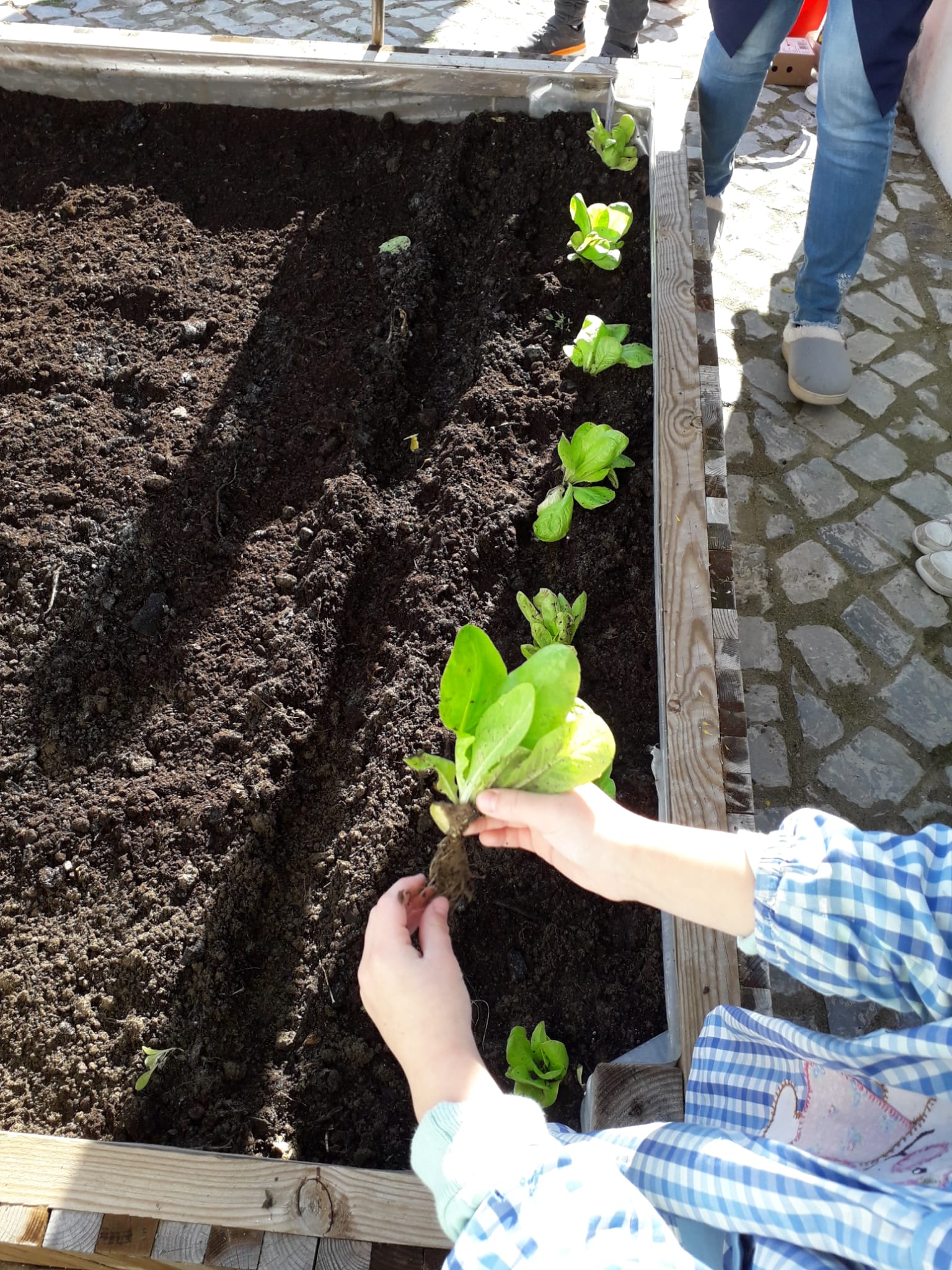 Atividade (Aula): "Como são constituídas as plantas?"