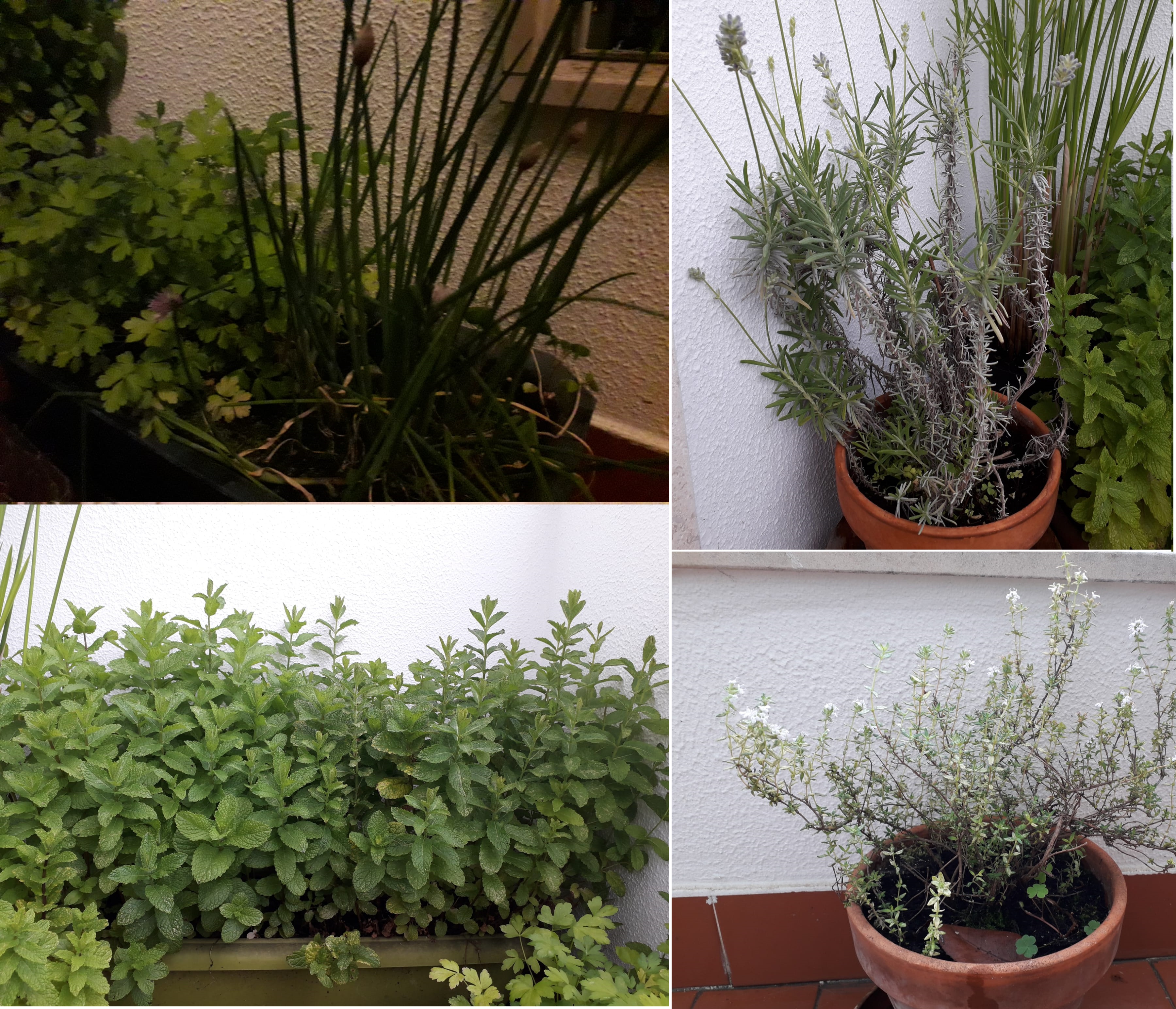 Plantas aromáticas