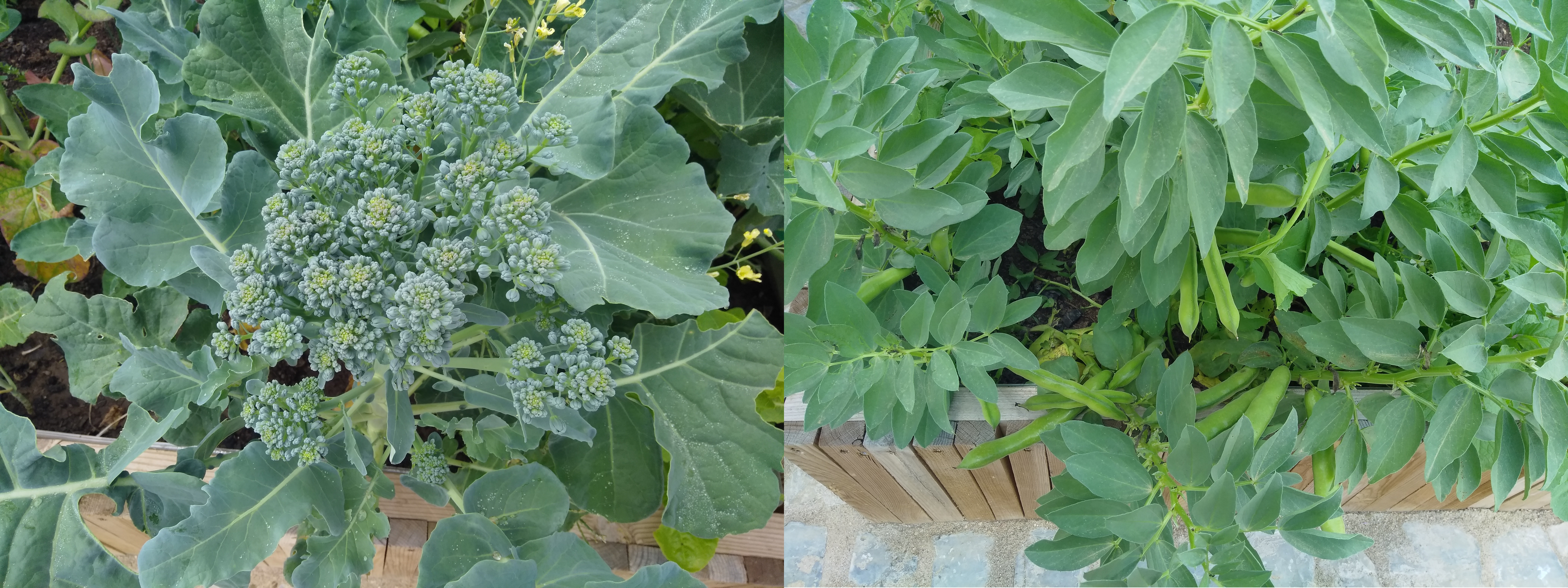Brócolos e favas