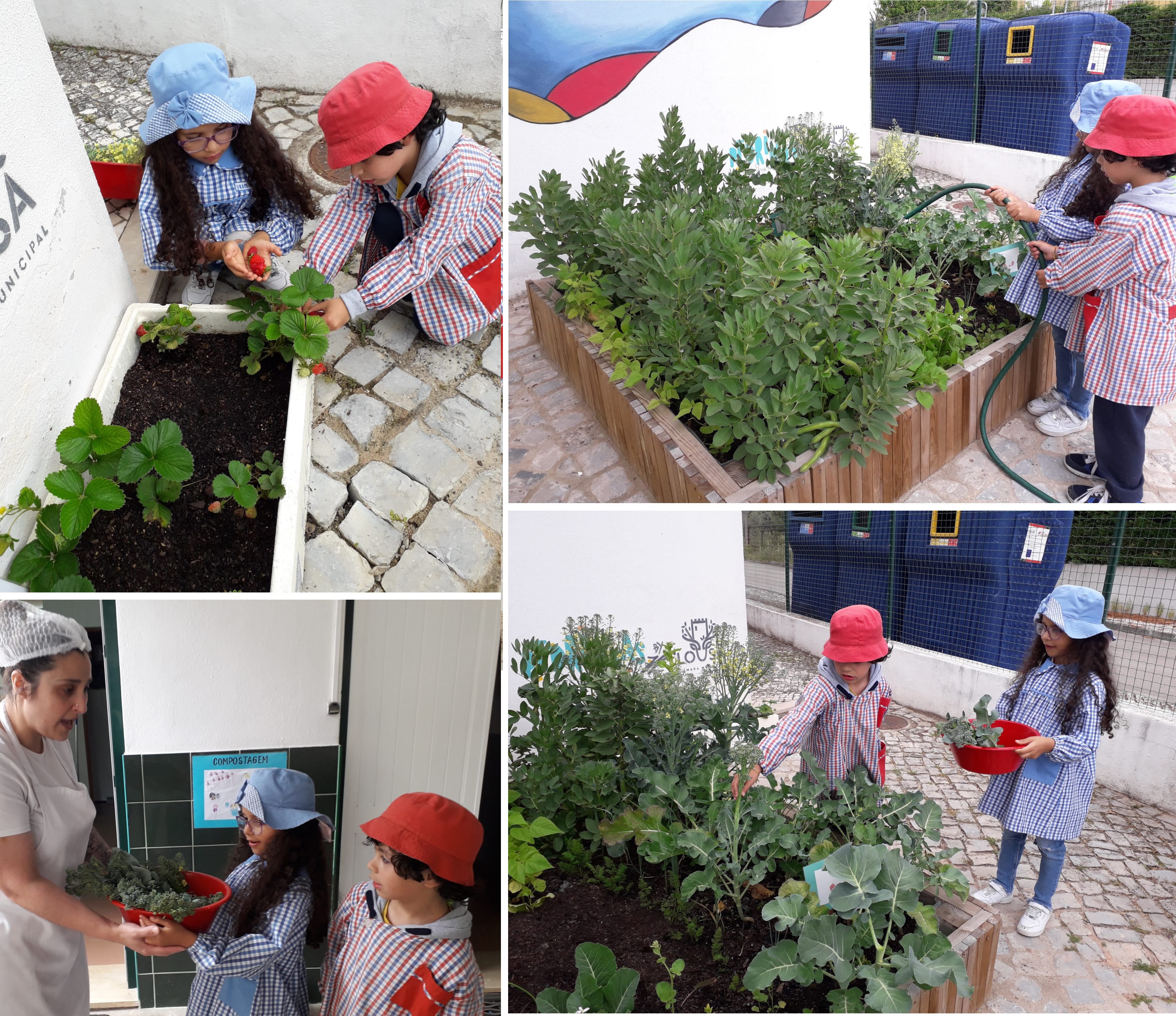 Envolvimento das crianças nas diferentes fases de desenvolvimento das plantas