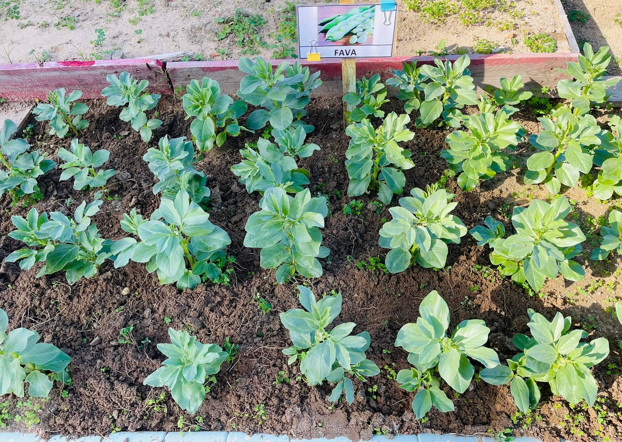 Uma horta bio Muito Especial - As faveiras plantadas em dezembro já estão robustas. Sem dúvida um ambiente de aprendizagem de excelência para os alunos de Educação Especial.  Um trabalho muito apreciado pela comunidade escolar.