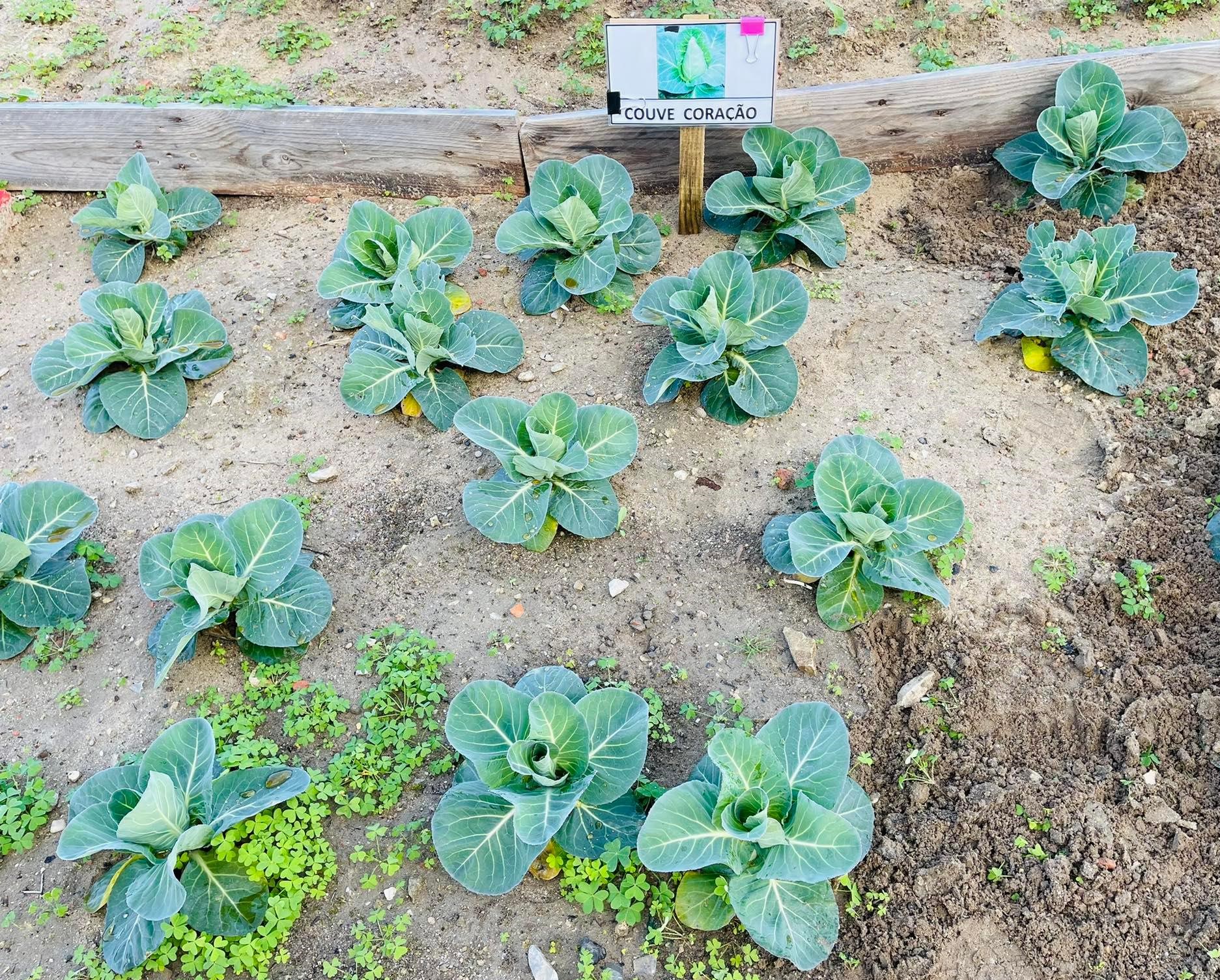Uma horta bio Muito Especial - Já com as couves relativamente desenvolvidas. O pátio norte ficou mais agradável com esta horta e também com a remoção do velho pavilhão com telhado de amianto.